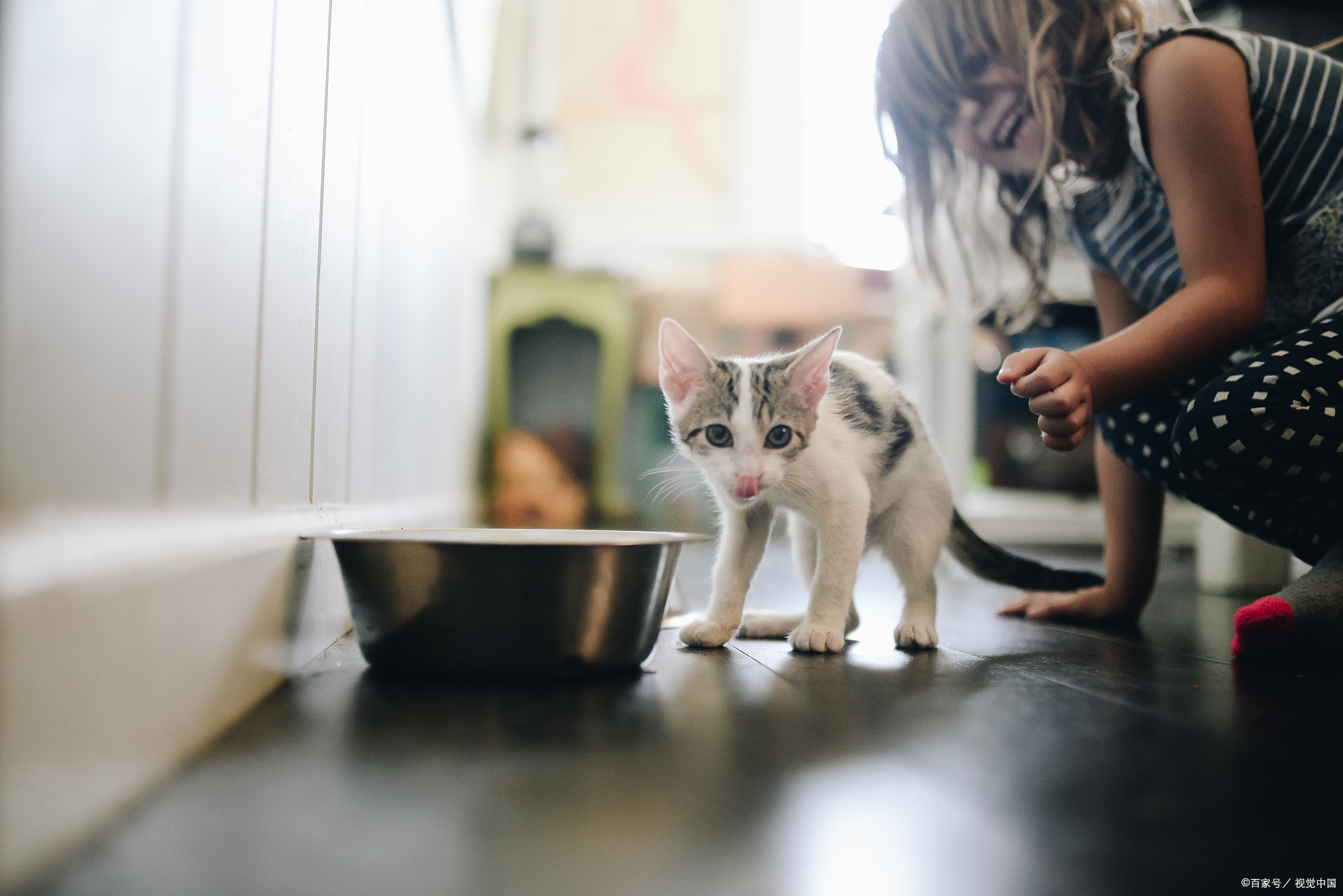 养猫人必看!猫咪的餐桌秘密:米饭能否成为它们的佳肴?