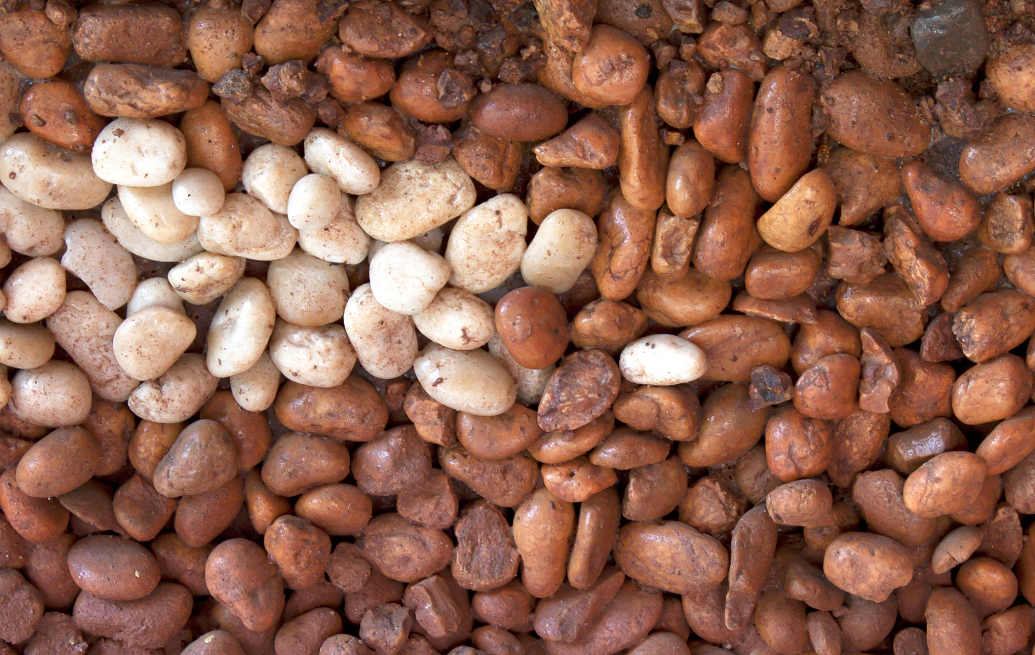 发苦的花生不能吃,霉变产生的黄曲霉毒素太吓人了  花生里面的营养