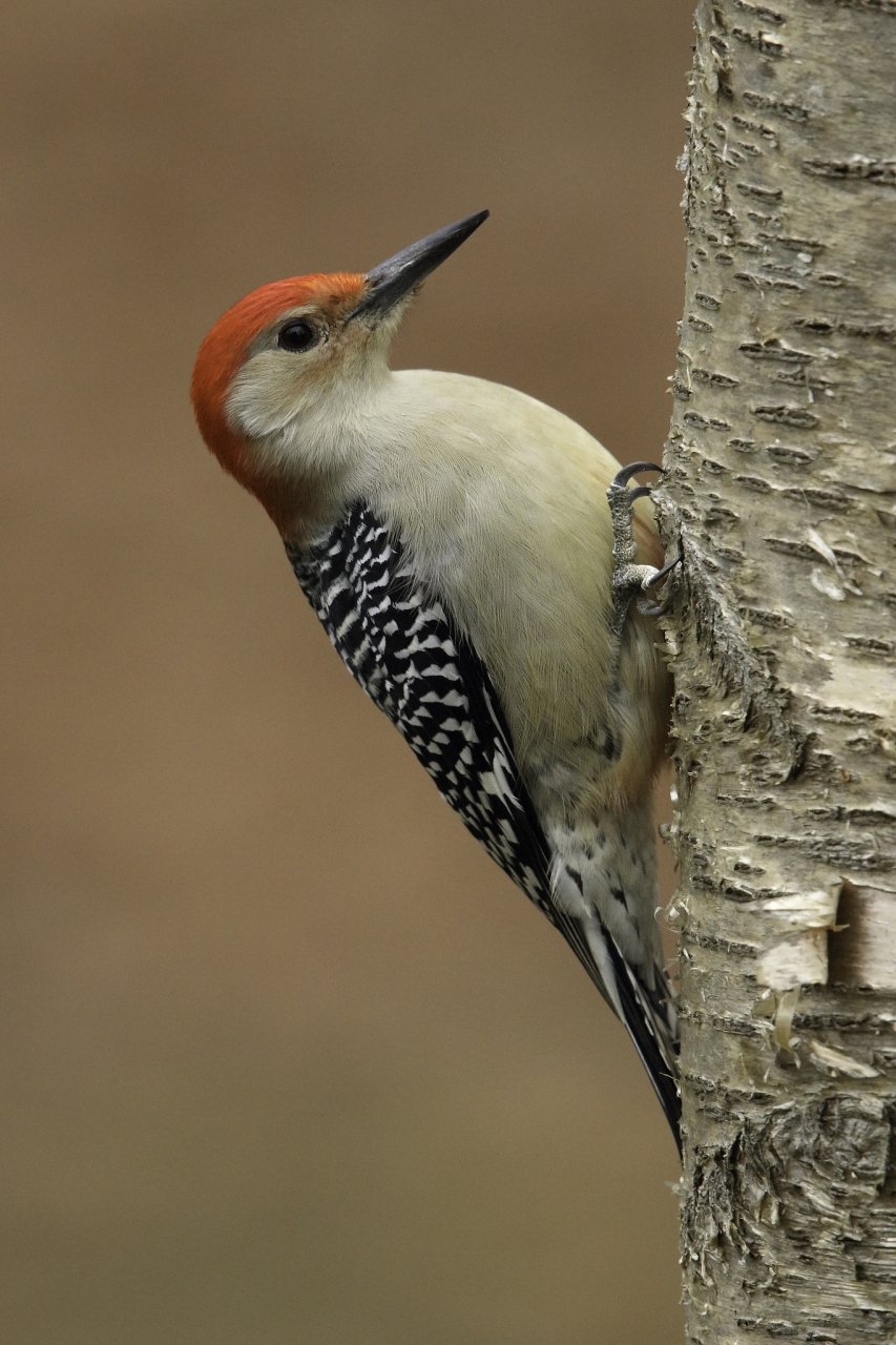 啄木鸟是生活在全球各地的鸟类,以其啄击木头的独特行为而闻名.