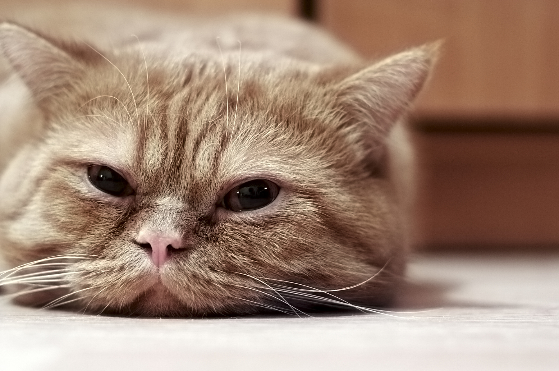 委屈猫实在是太可爱了,可怜巴巴的小表情让人充满了怜悯与同情,它们