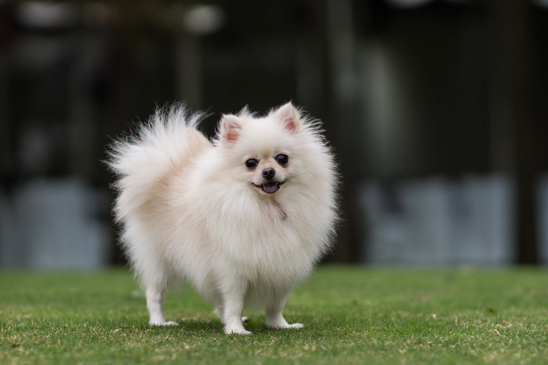 博美犬壁纸图片