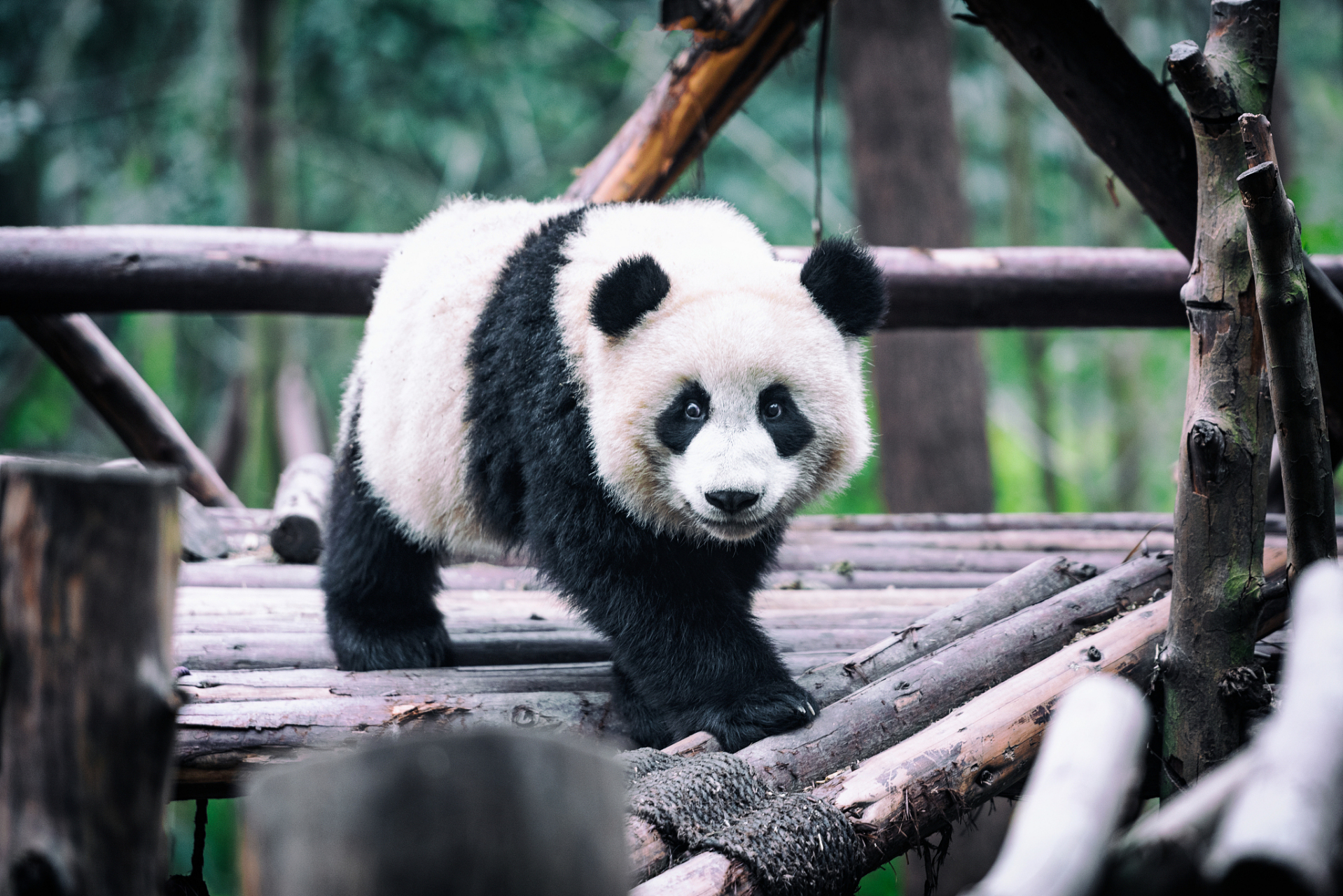 ai亚来杭州# 昨天去了杭州动物园,见到了大熊猫"春生"和"香果".