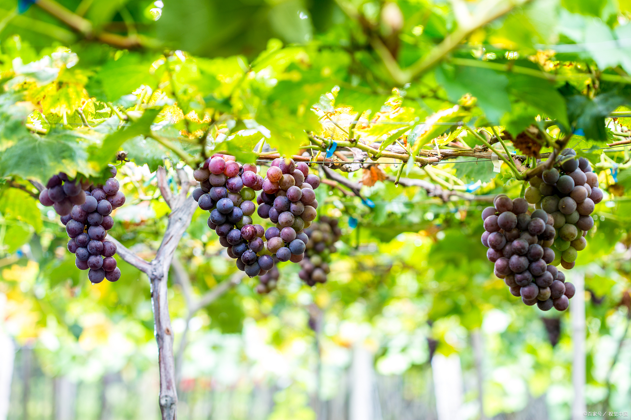葡萄花前施什么肥好 技术老师助您增产增收 百科ta说