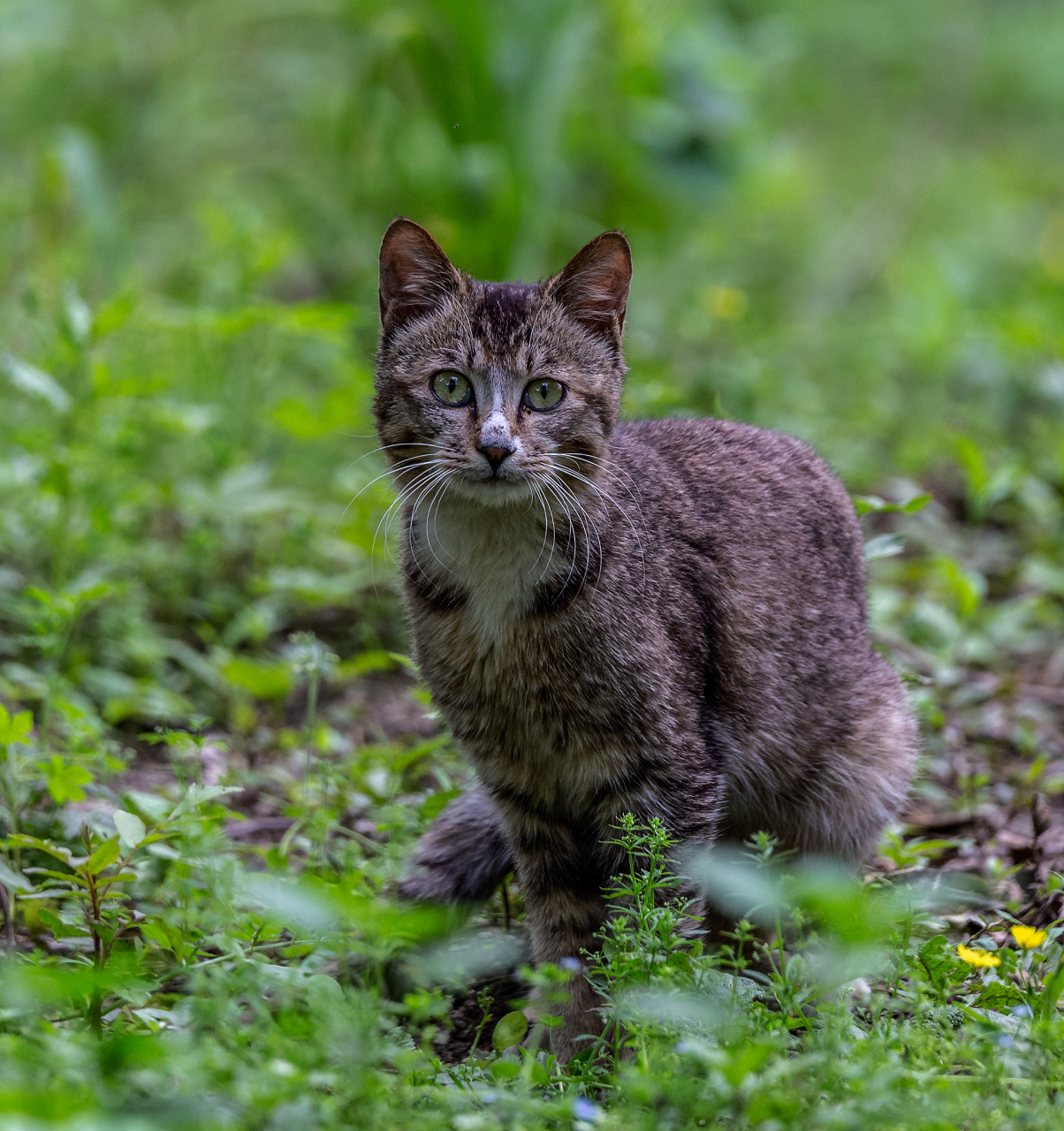 澳大利亚对野猫开战# .