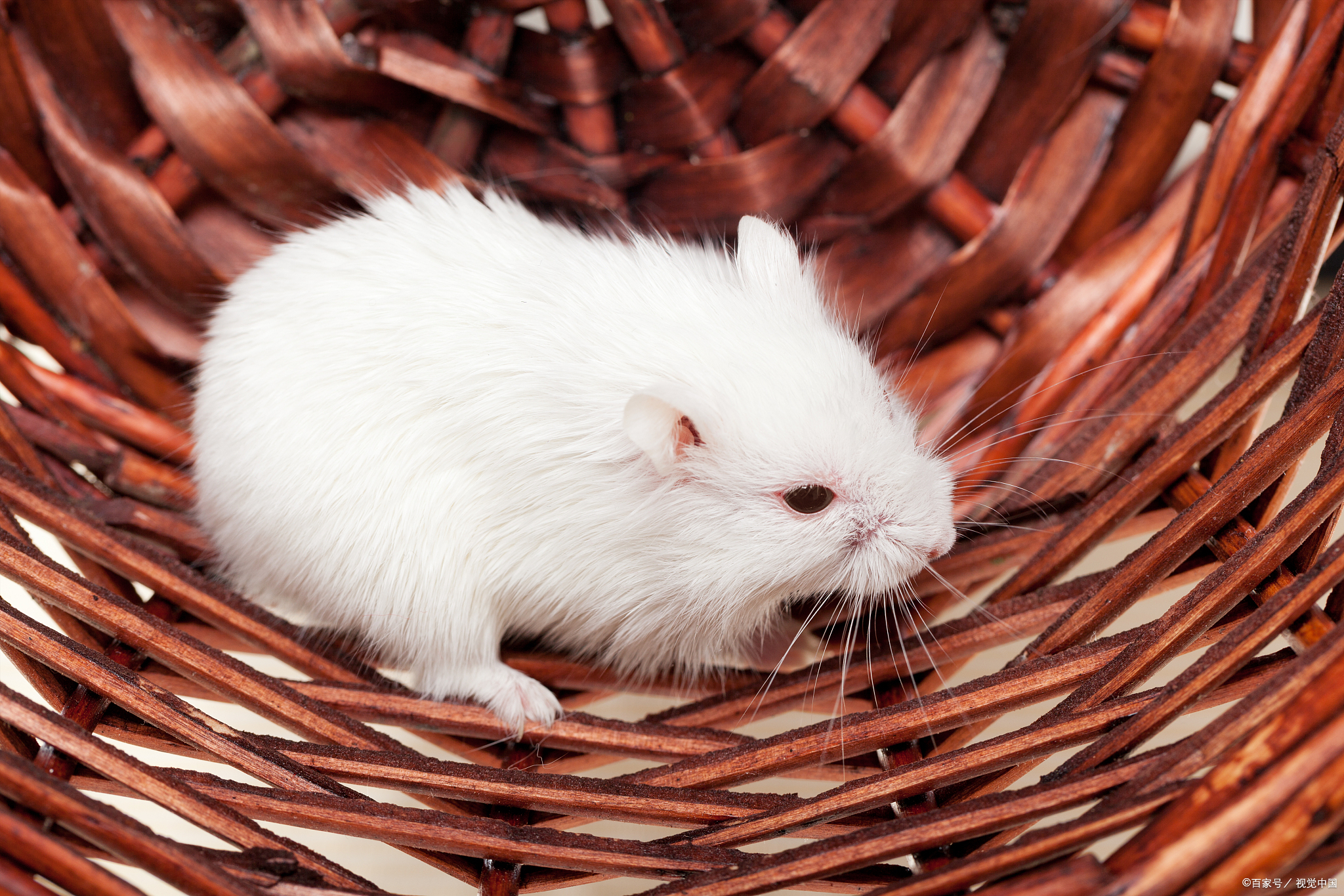 新手适合养白熊仓鼠吗