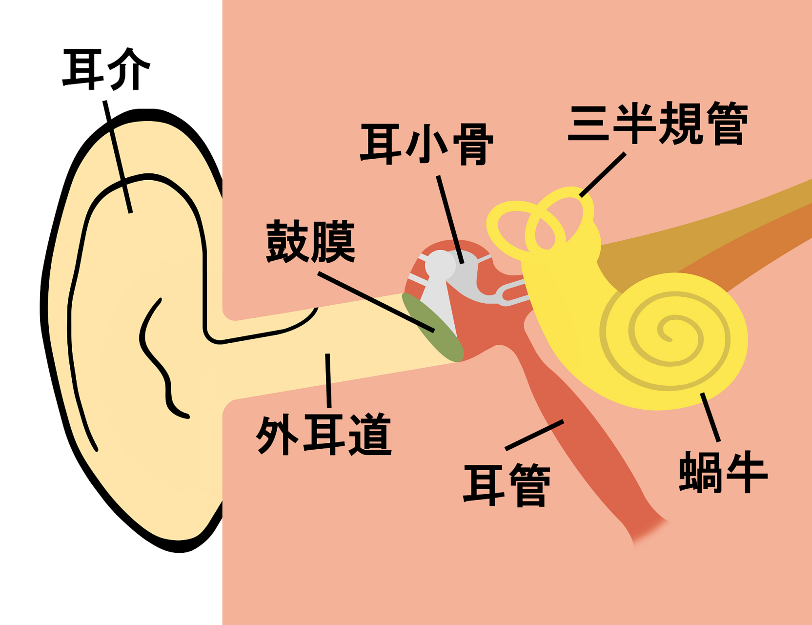 前庭的准确位置图图片