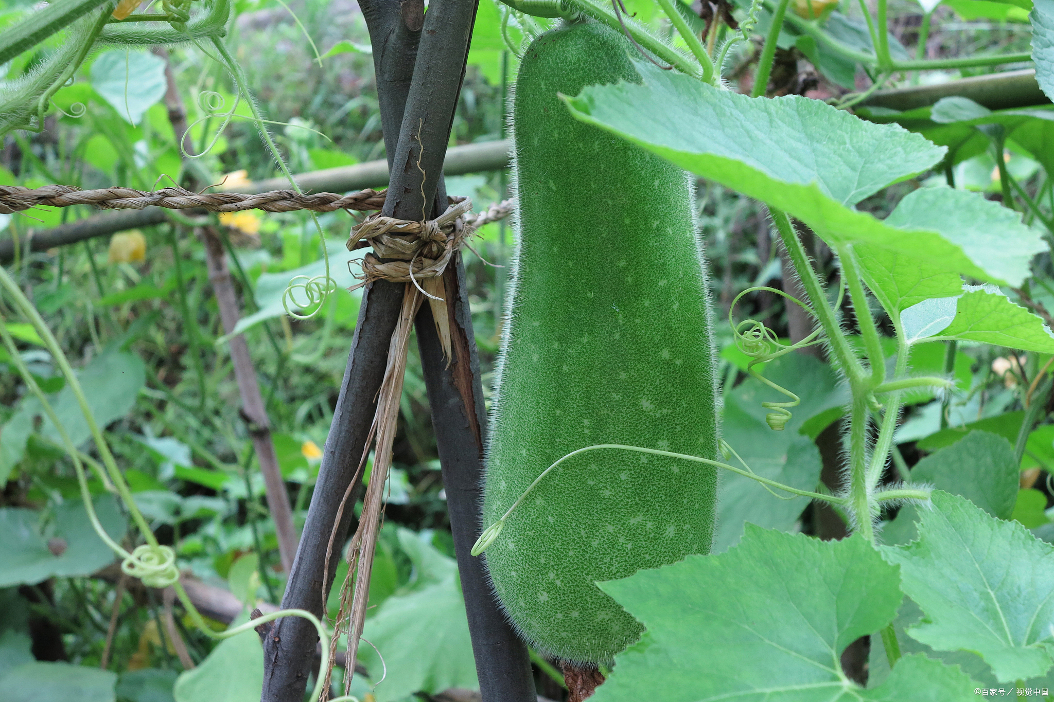 冬瓜的做法大全家常(白油冬瓜的家常做法) 第1张