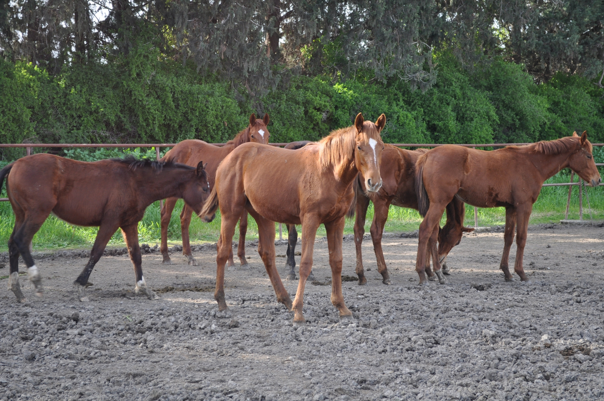 马养殖需注意饲养管理,饲料配制,疾病防治等方面,需科学合理养殖以