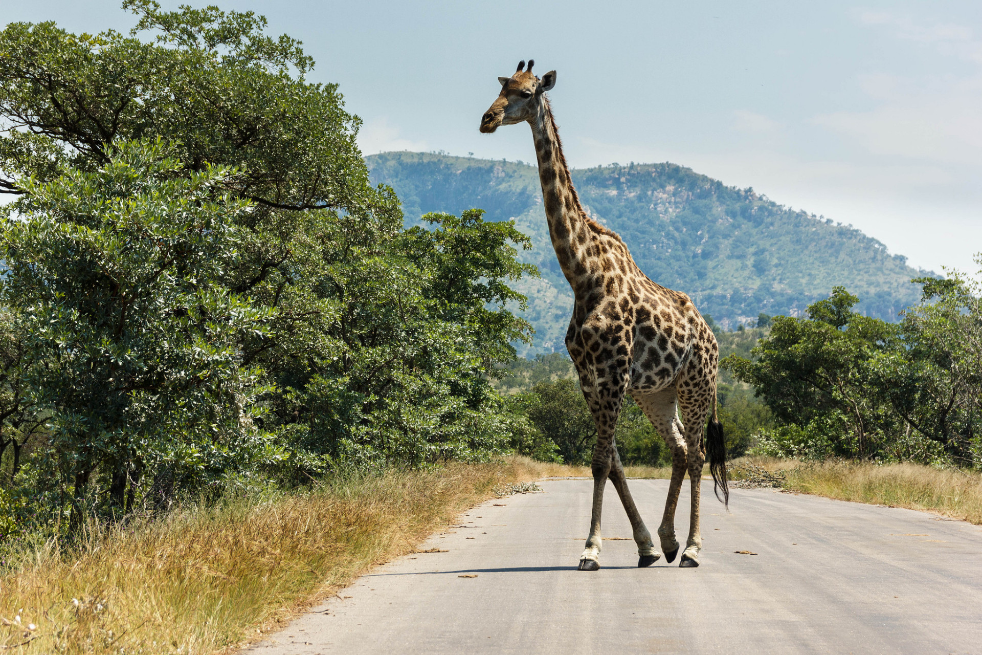 [原文:长颈鹿的九大冷知识,你一.