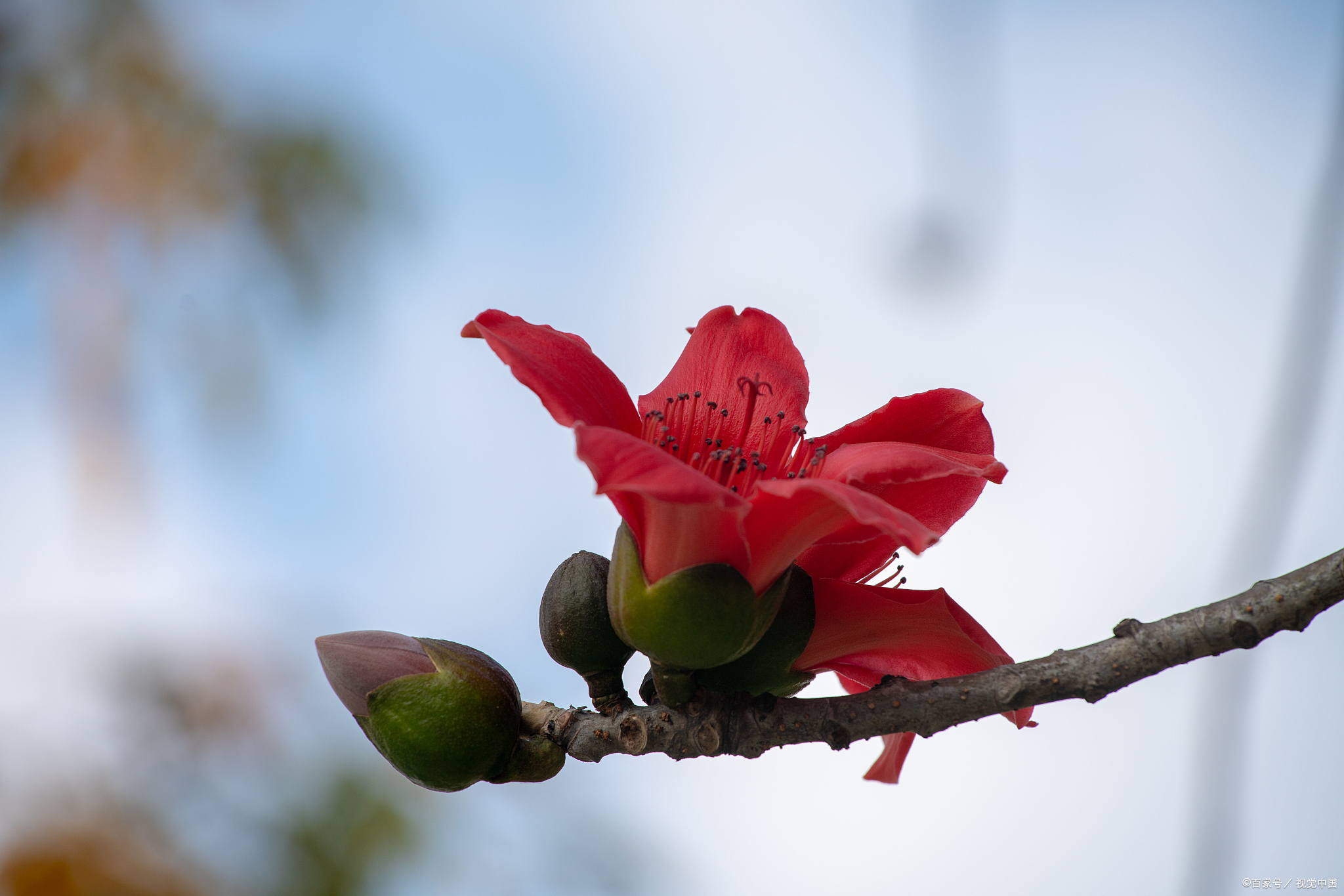 木棉花成熟图片大全图片