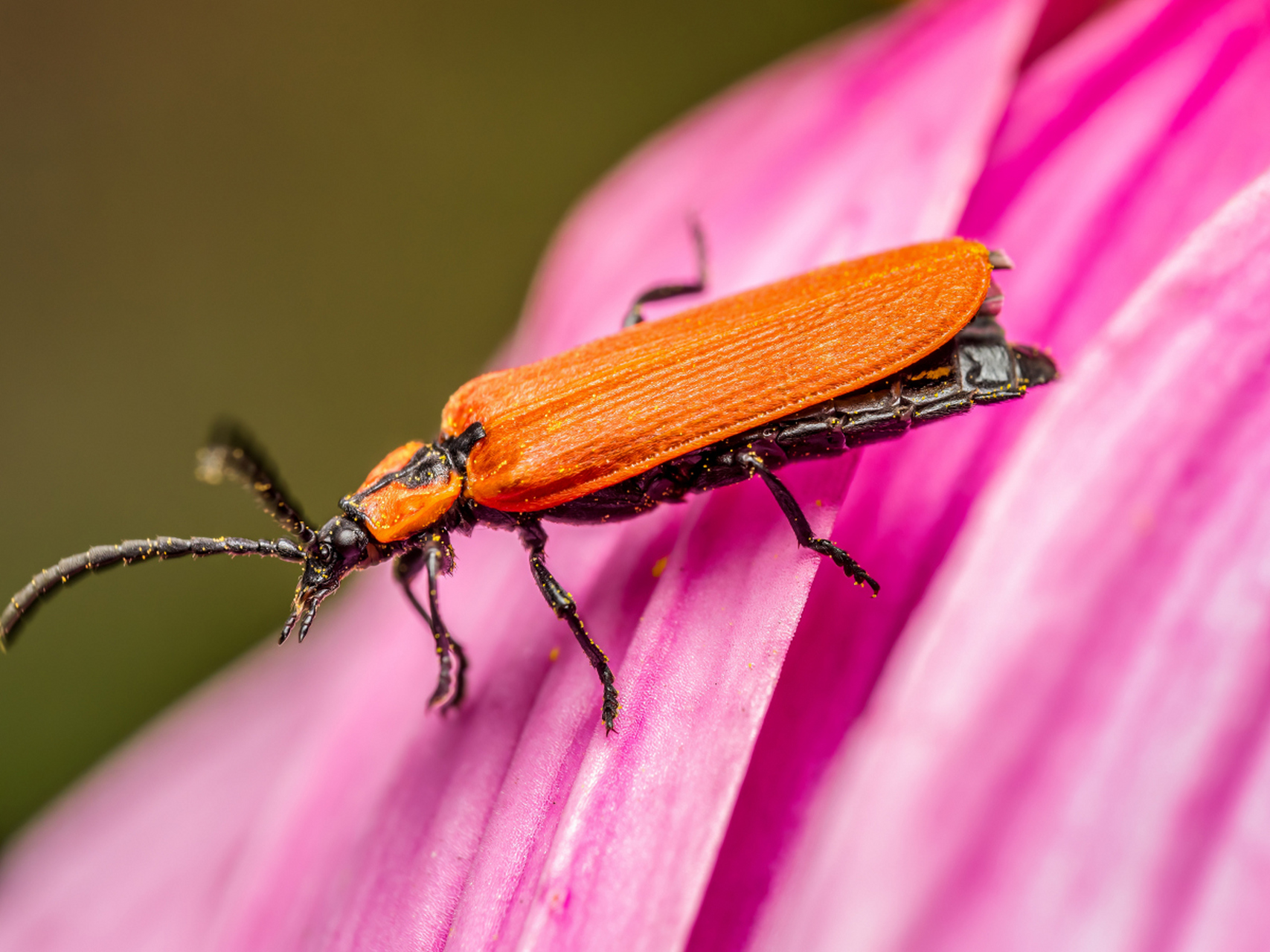世界十大珍稀昆虫,犹如自然界的璀璨星辰,每一颗都承载着地球生态的