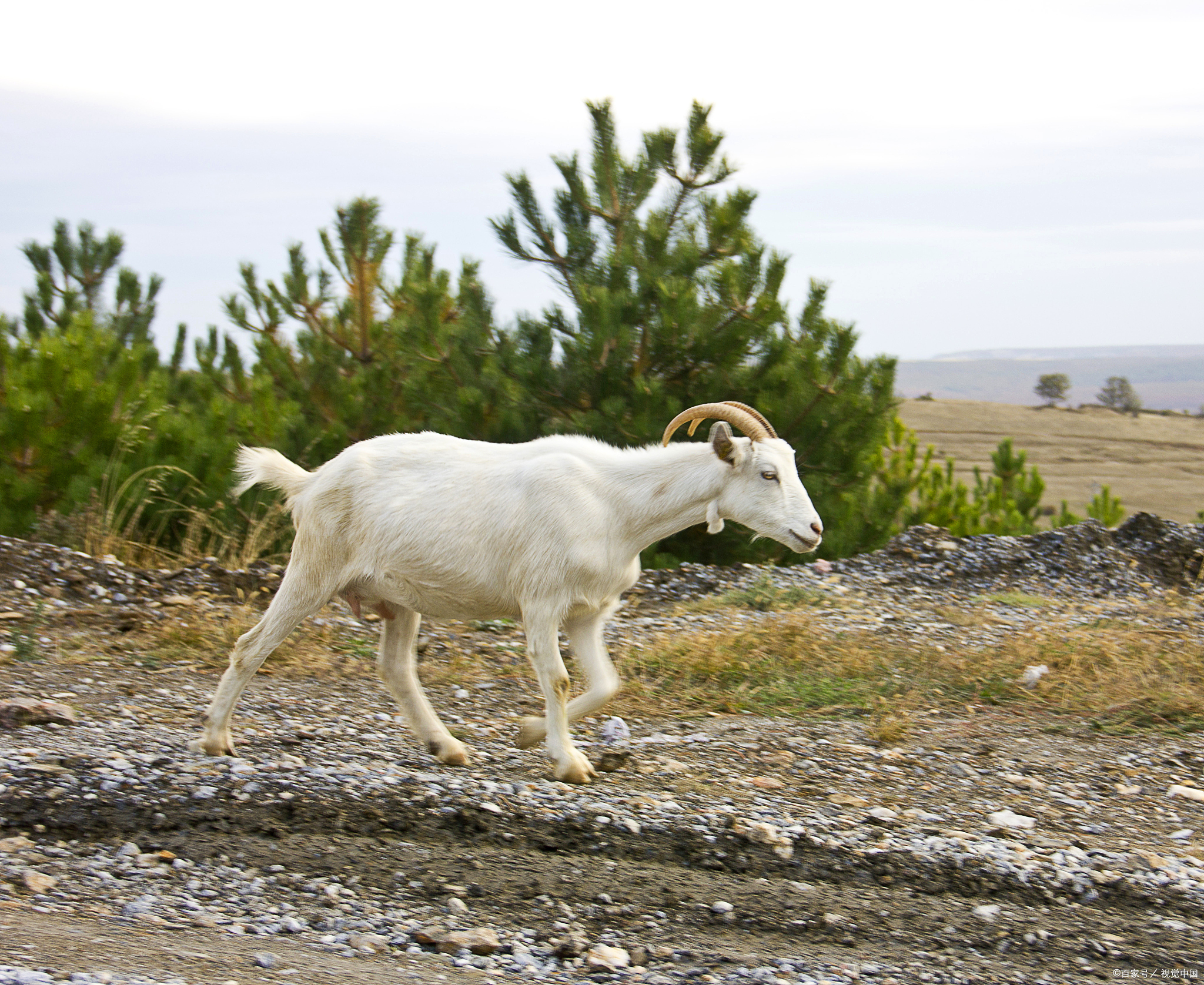 村居 花发阳枝欲争春 雨足郊原草木新 风和日暖闲人少 陇上羊归戴暮云