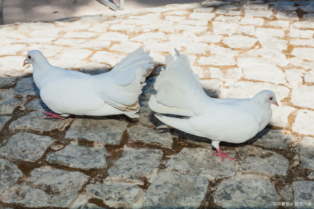 鸽子和羊能在一起养吗?手把手教你打造和谐养殖场