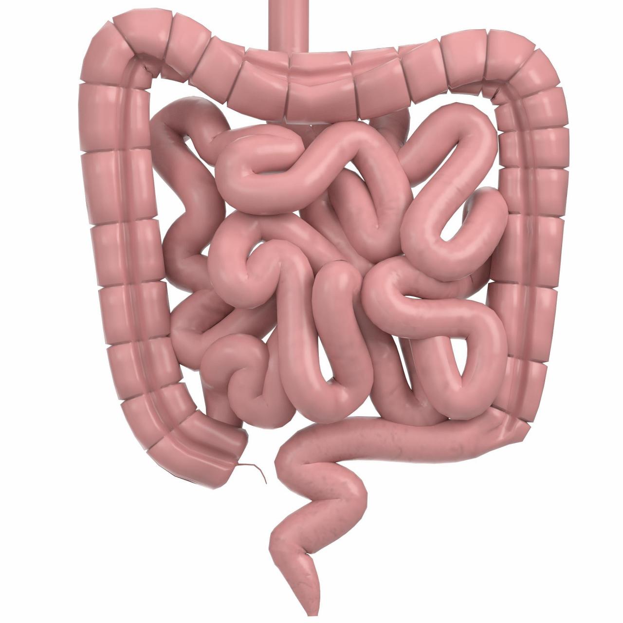 小肠为消化主要器官因其食物停留时间长,消化面积大