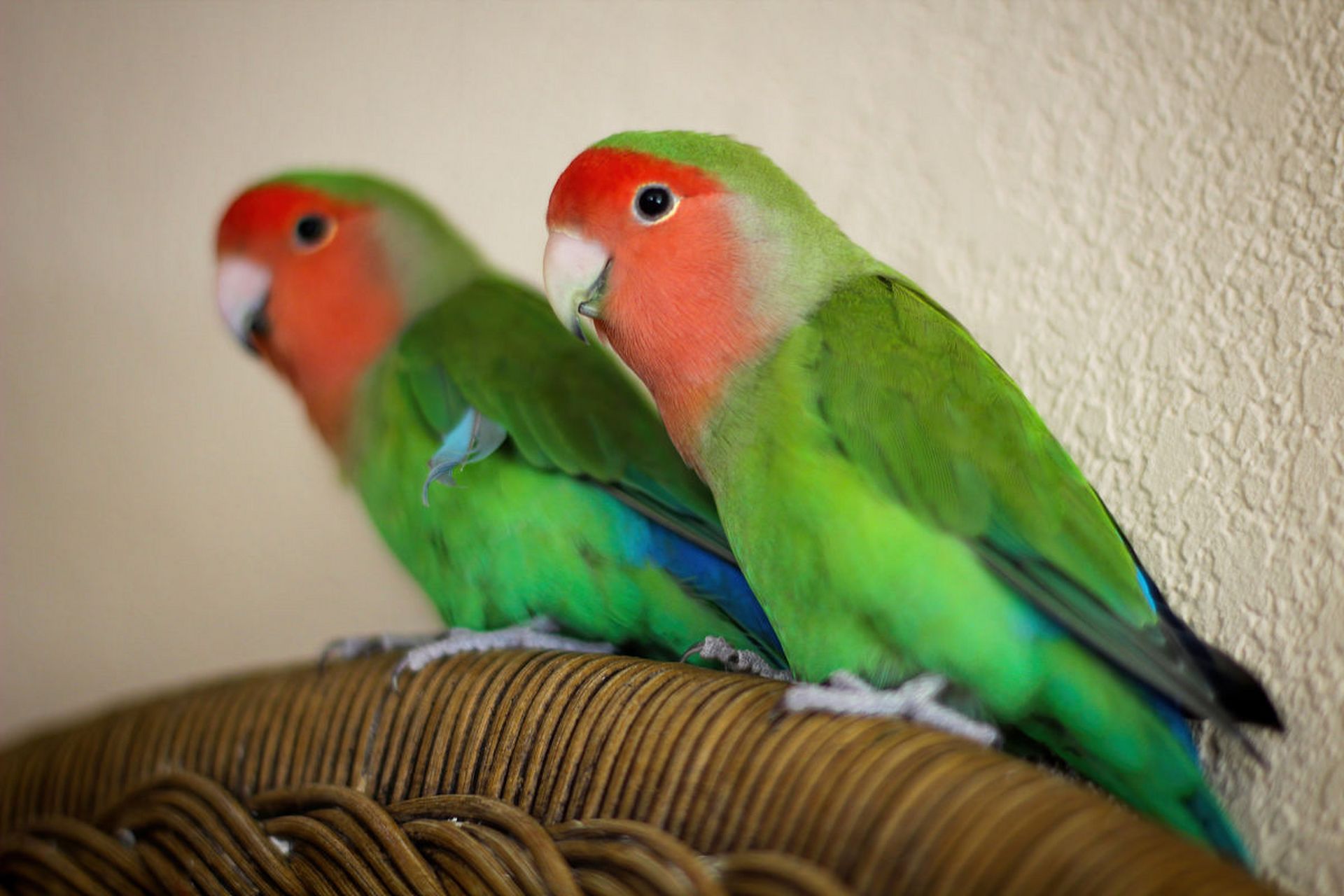 绿桃鹦鹉(也称为亚马逊鹦鹉)是一种聪明的鹦鹉