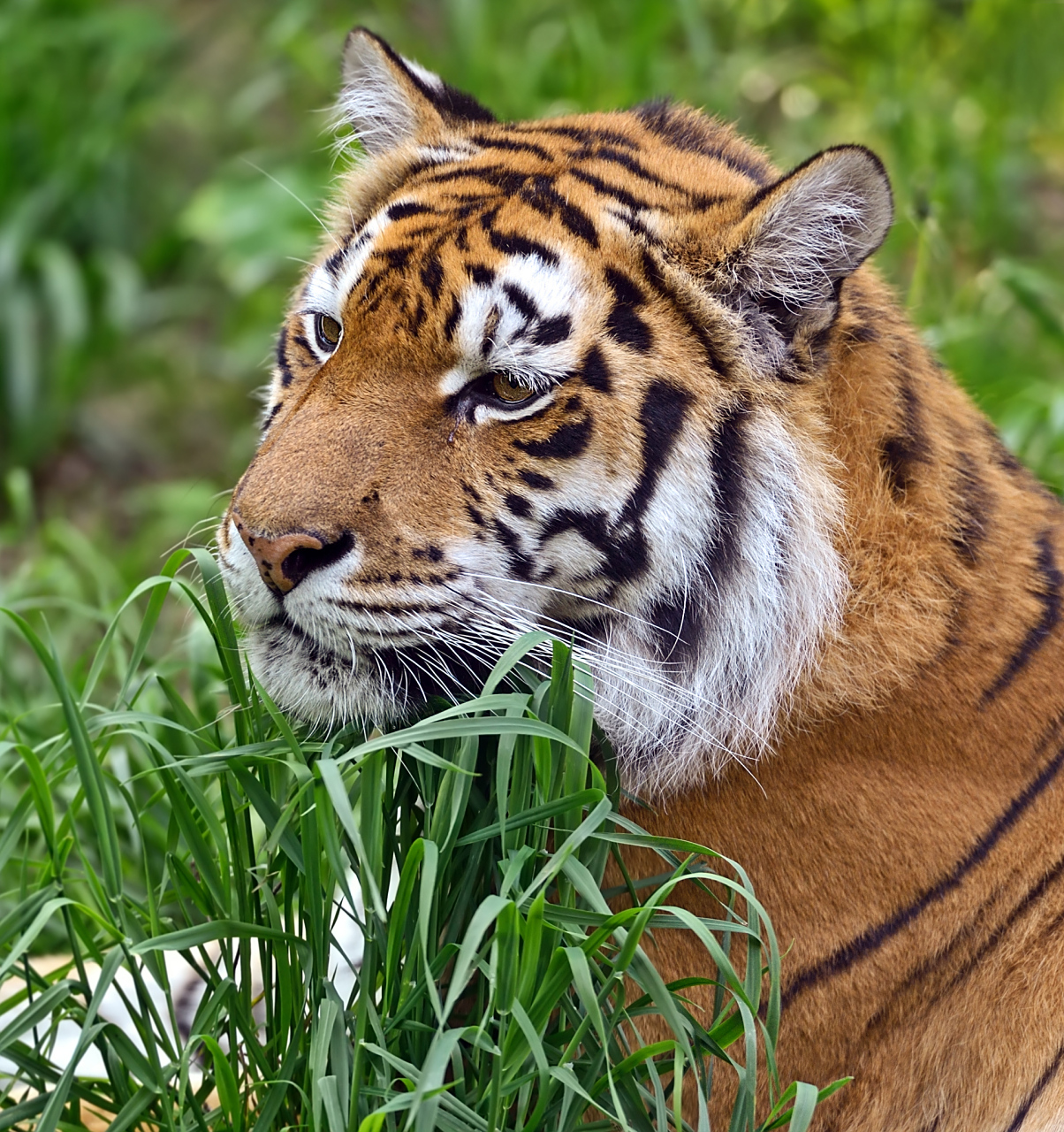 广州动物园老虎骨瘦如柴,饿得只能吃草?