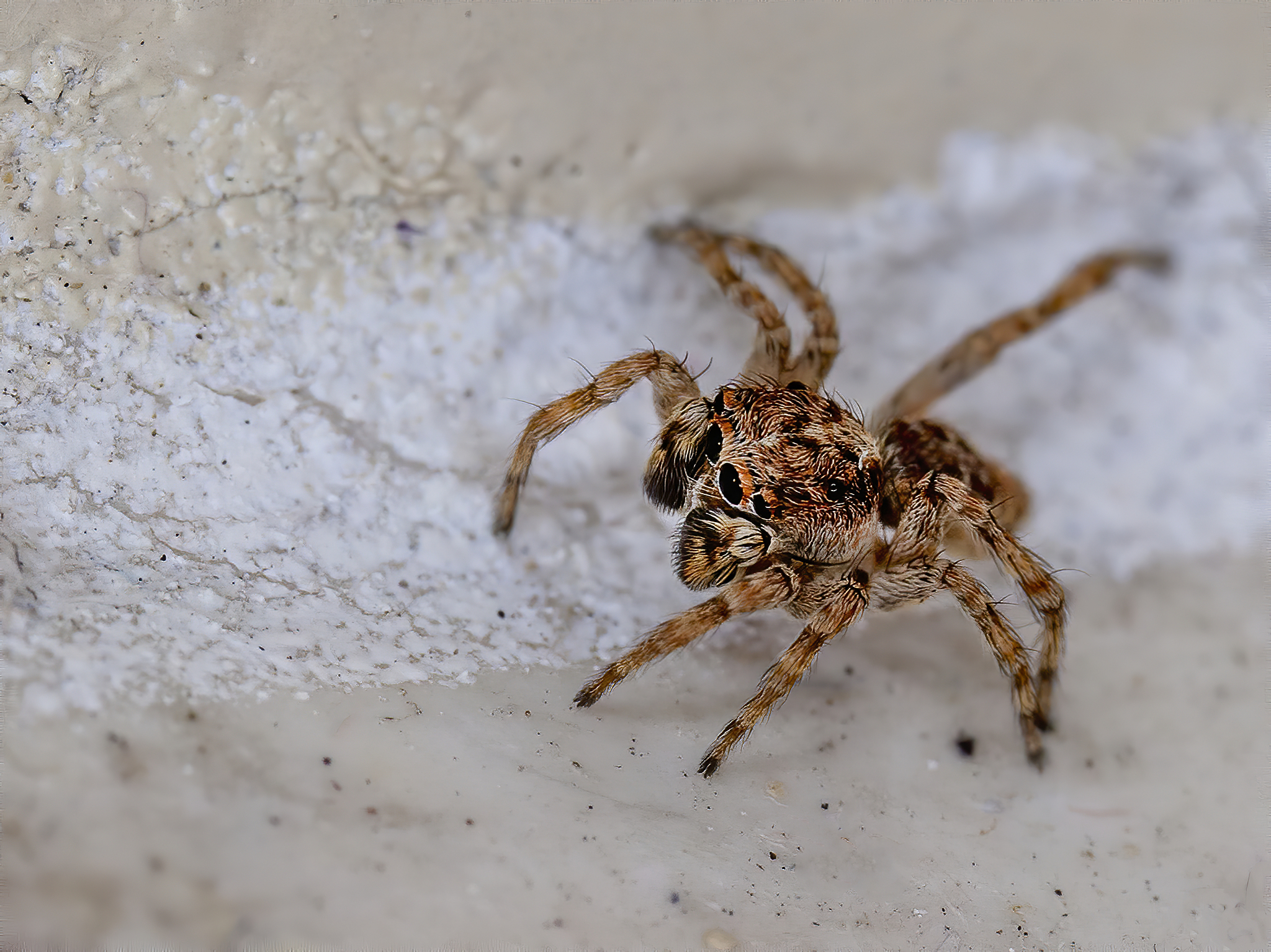 家里出现大蜘蛛,有毒吗?