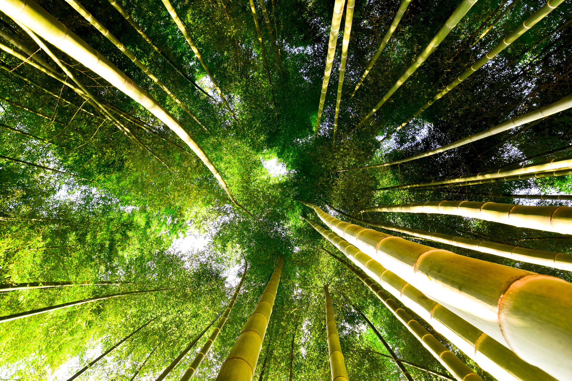 奉新县凭借优越的自然条件,大力发展竹产业,成为全国竹子之乡和示范县