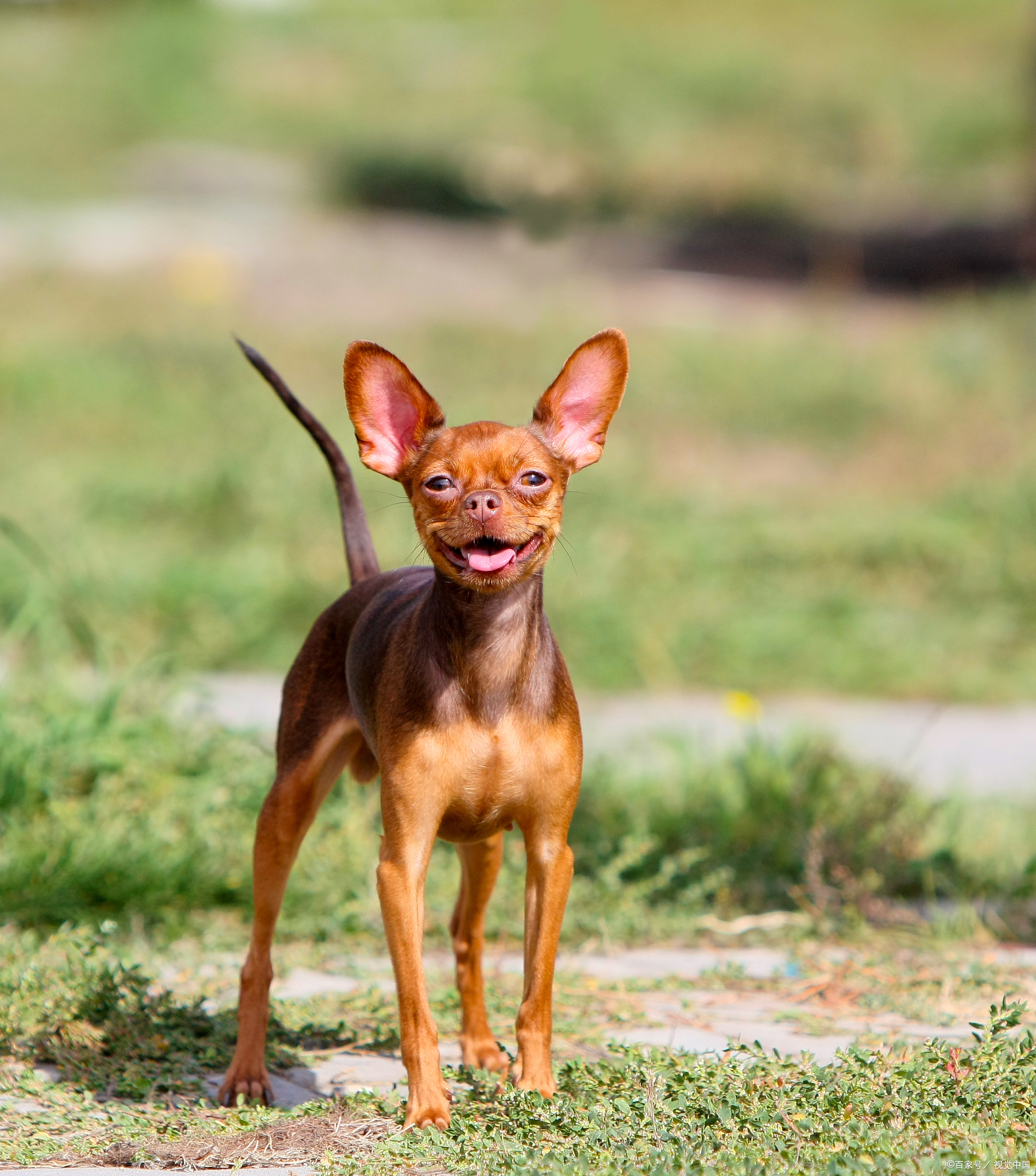 小鹿犬标准体型图片