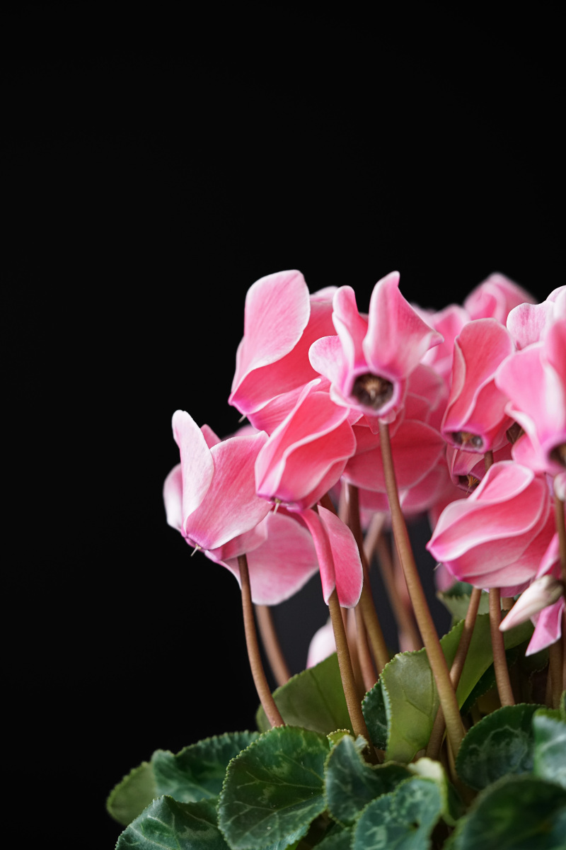 仙客来休眠后的养护