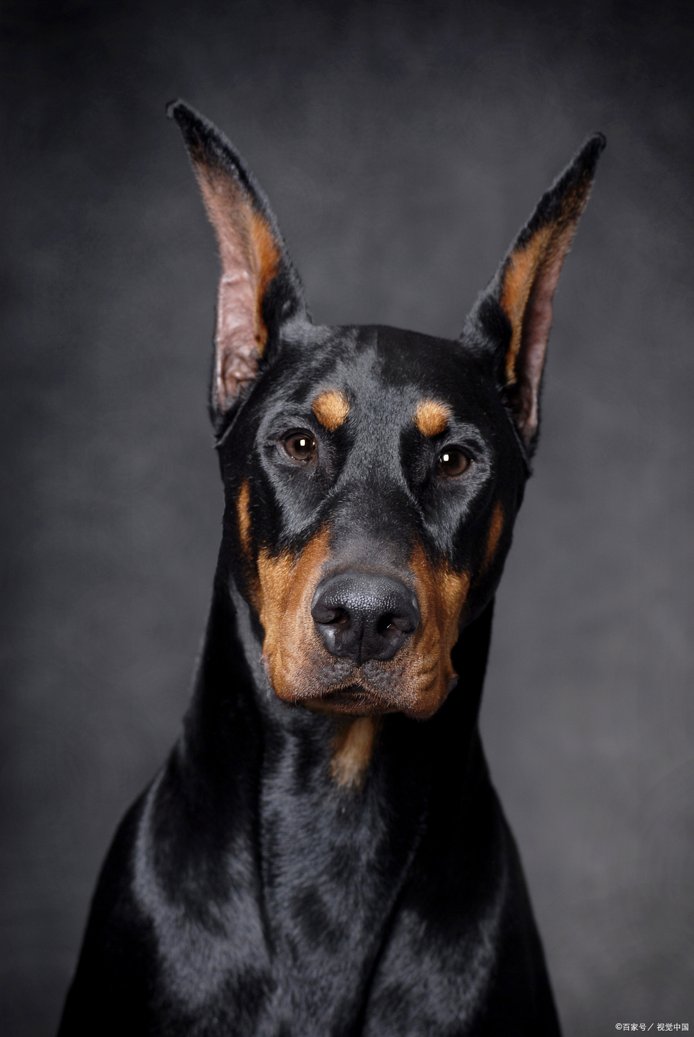 今天咱们来聊聊杜宾犬家族里的两位明星——美系杜宾和德系杜宾,它们