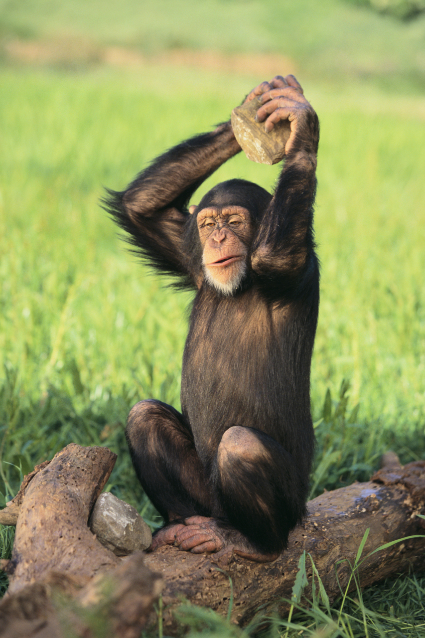动物园猩猩用石头砸游客园方回应#   4月30日,网友爆料上海野生动镲