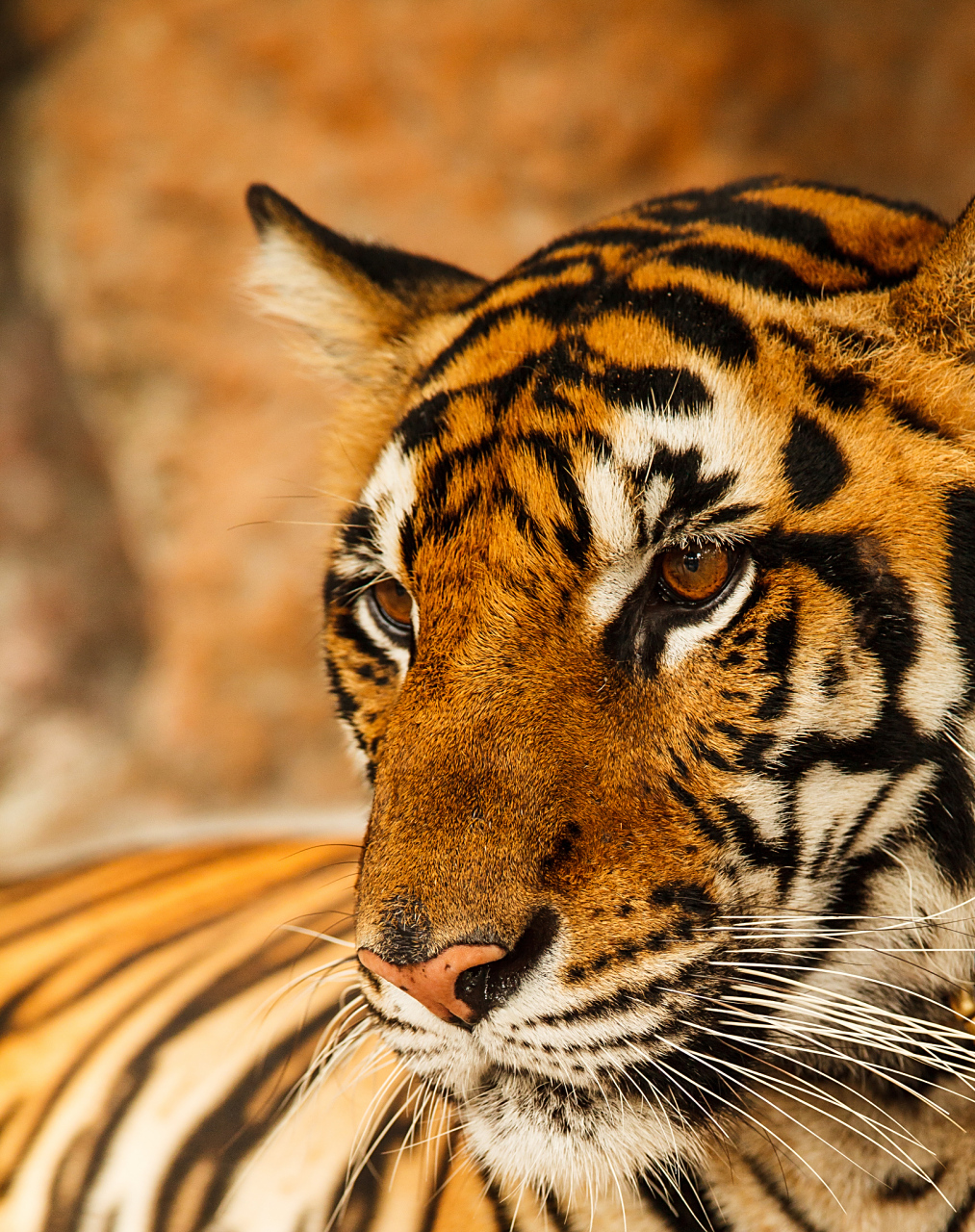 8215老虎的基本信息 11566老虎是陆地上最大的猫科动物,身长