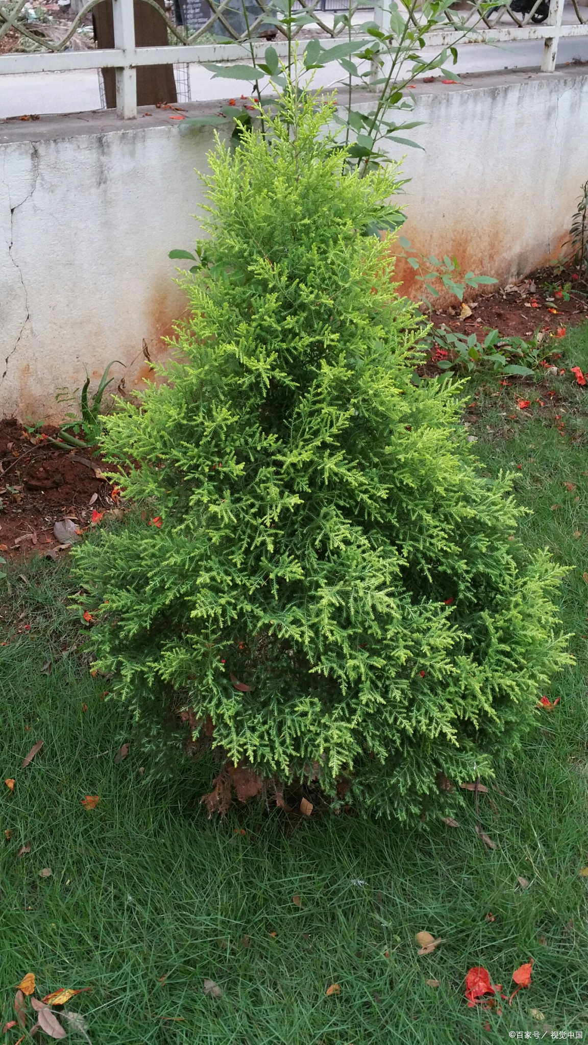 一棵红豆杉值多少钱?