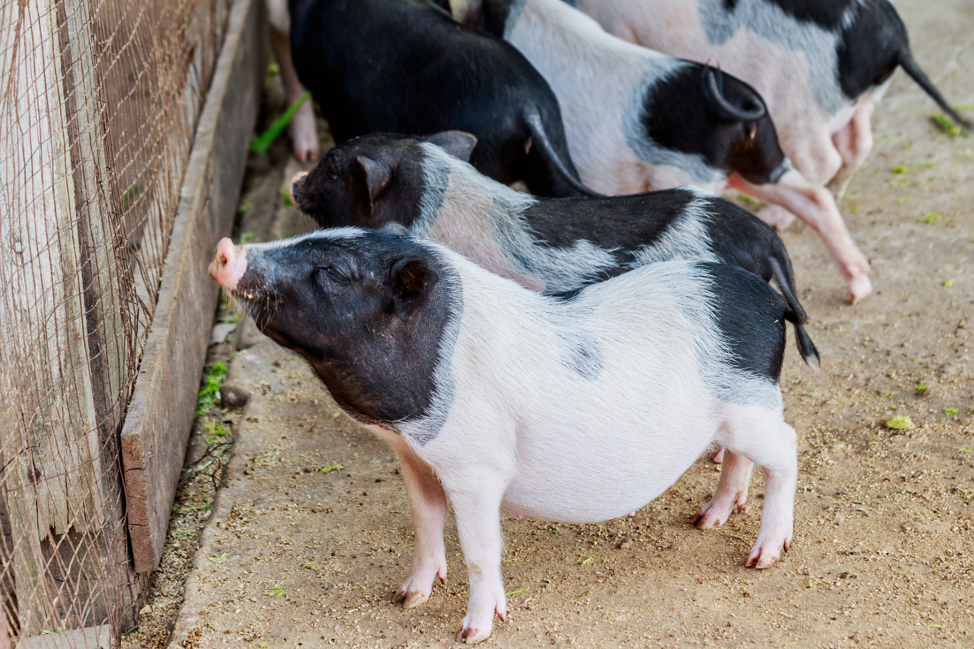 首先,香猪易于训练,不仅能够学会简单的指令,还能建立与主人的深厚