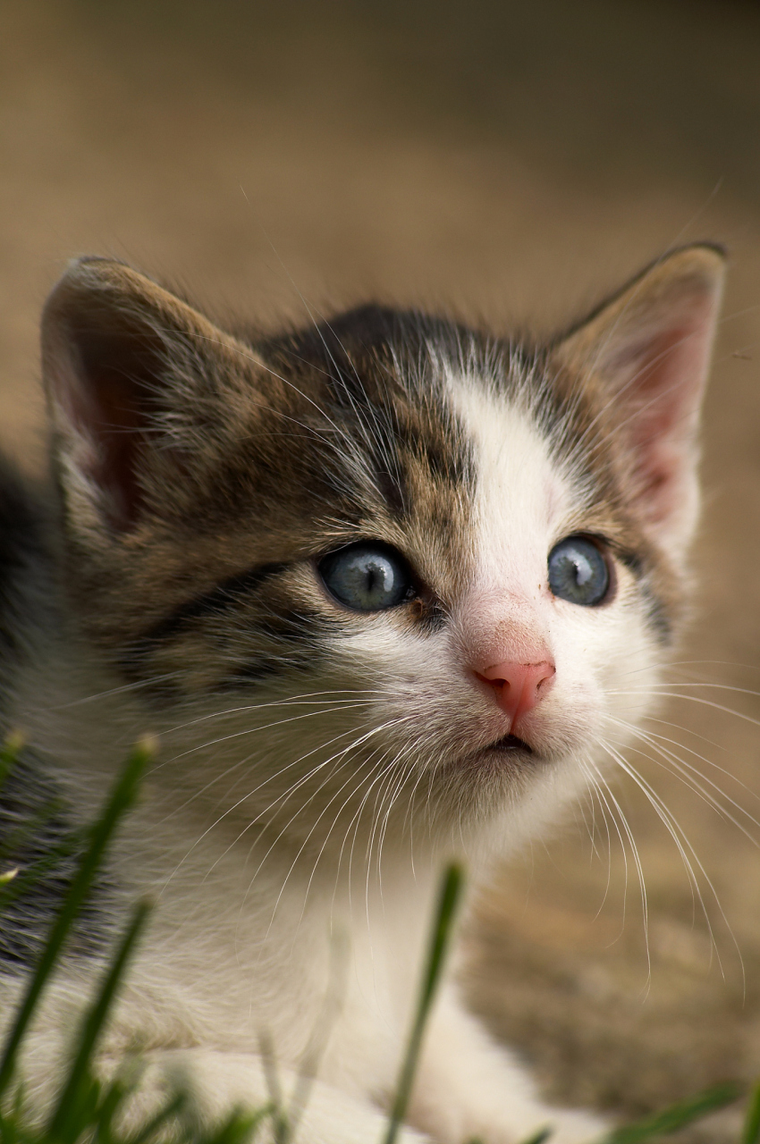 850_1280竖版 竖屏