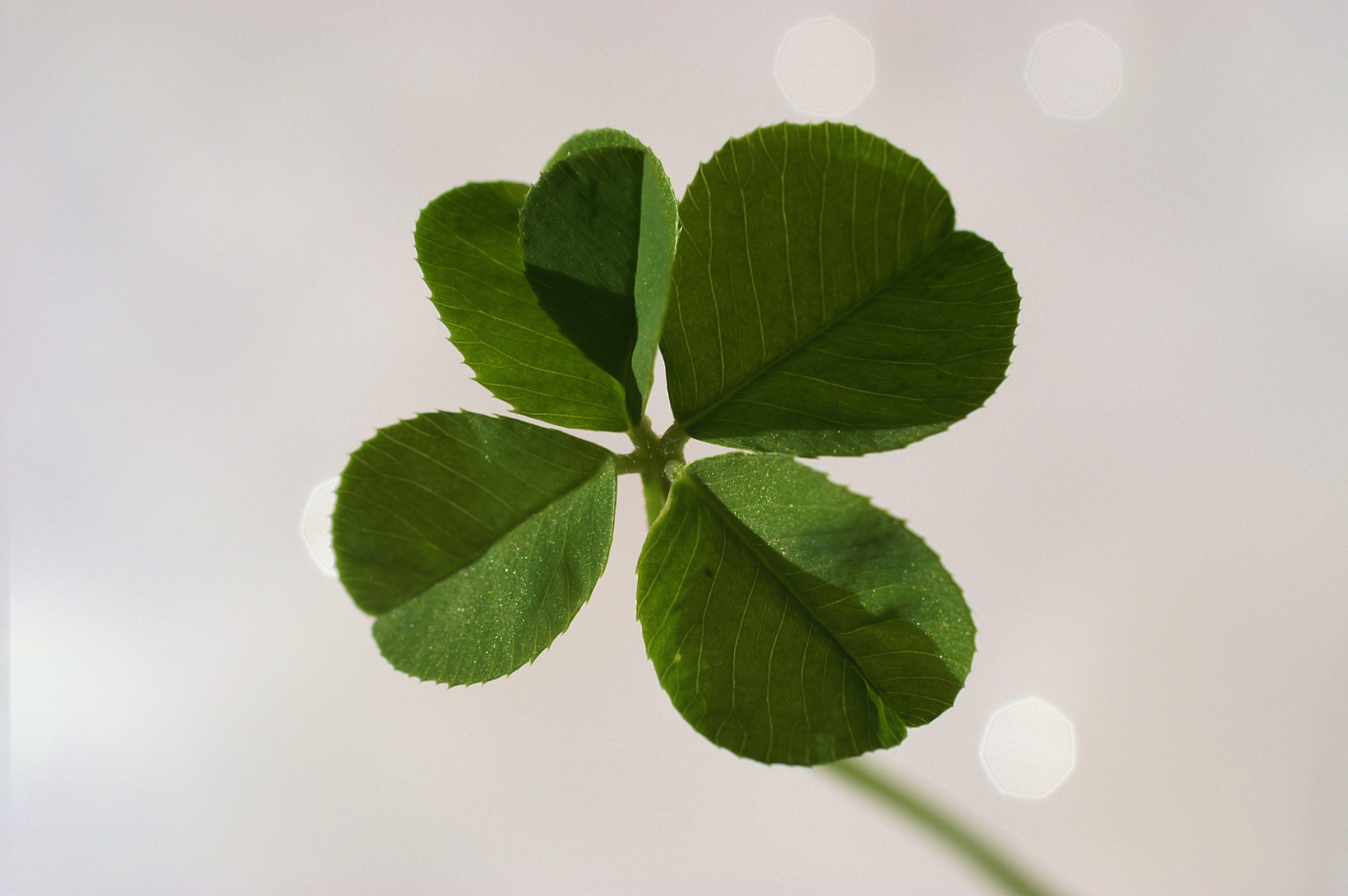 幸运草,寓意幸运与好运的吉祥之物!三片叶子代表幸运,四片更是稀有.