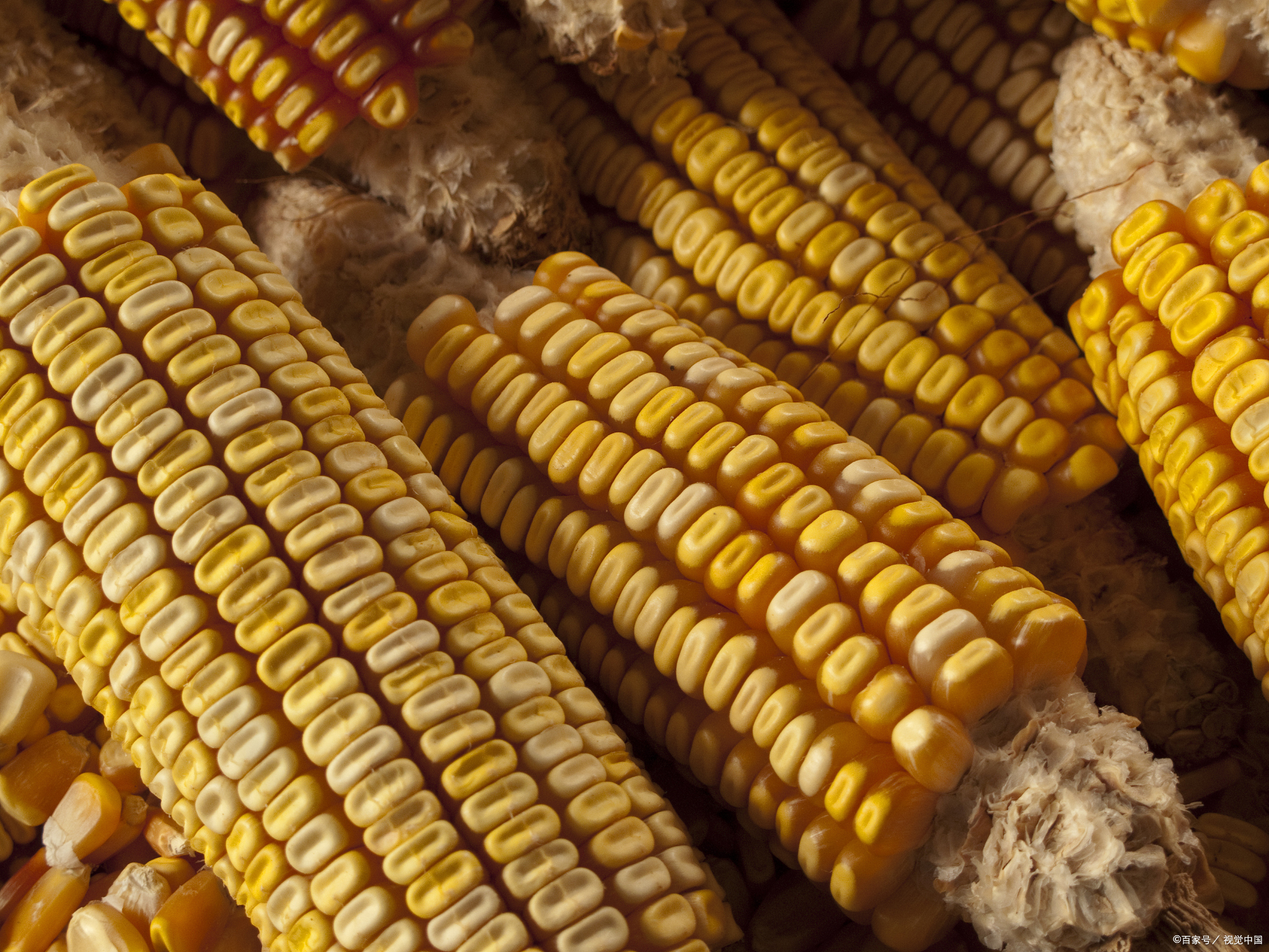 探究转基因作物,未来前景与安全性的考量