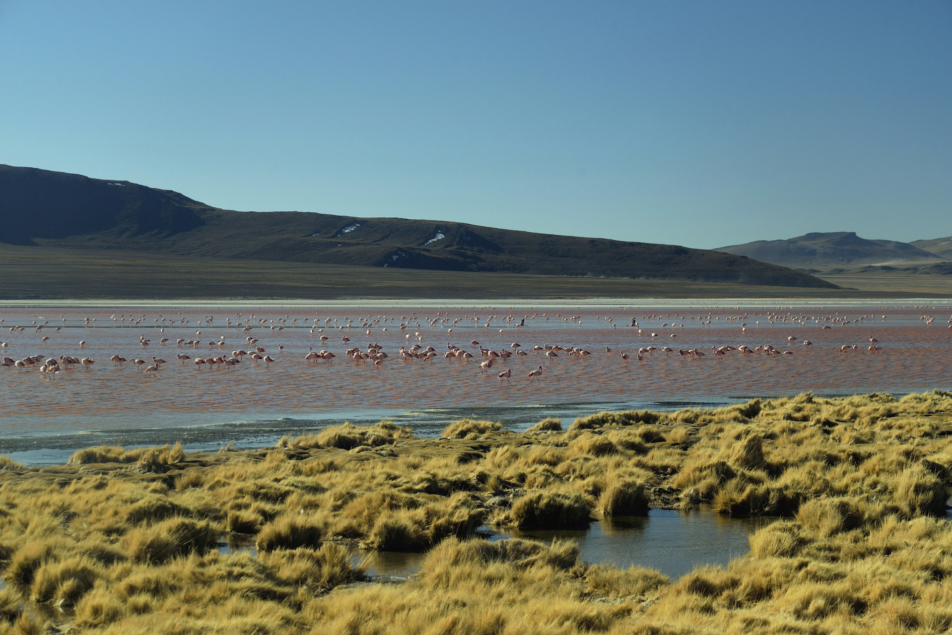 镜头里的春天# 春游威宁草海,湖畔,青青的草地上,野花竞相绽放,红的