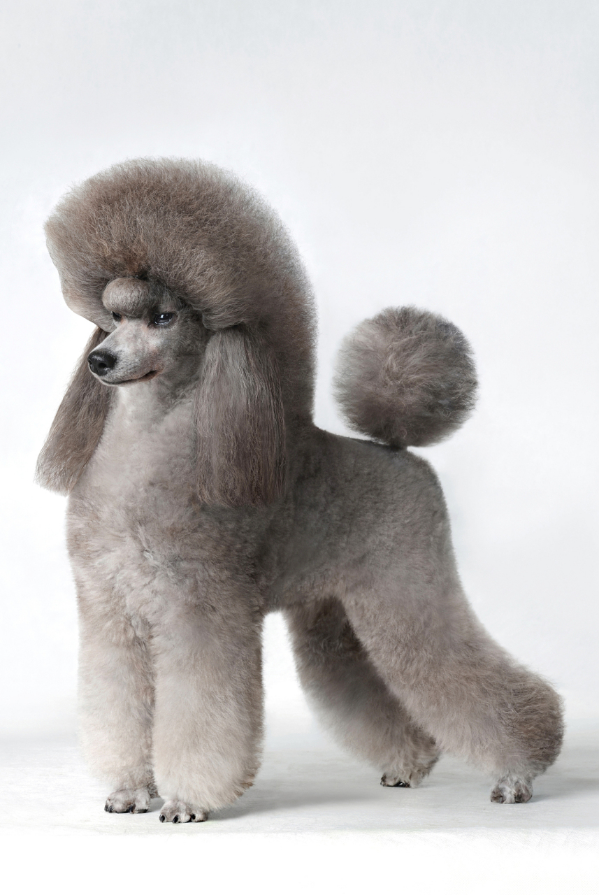 超优雅的贵宾犬,你了解多少?