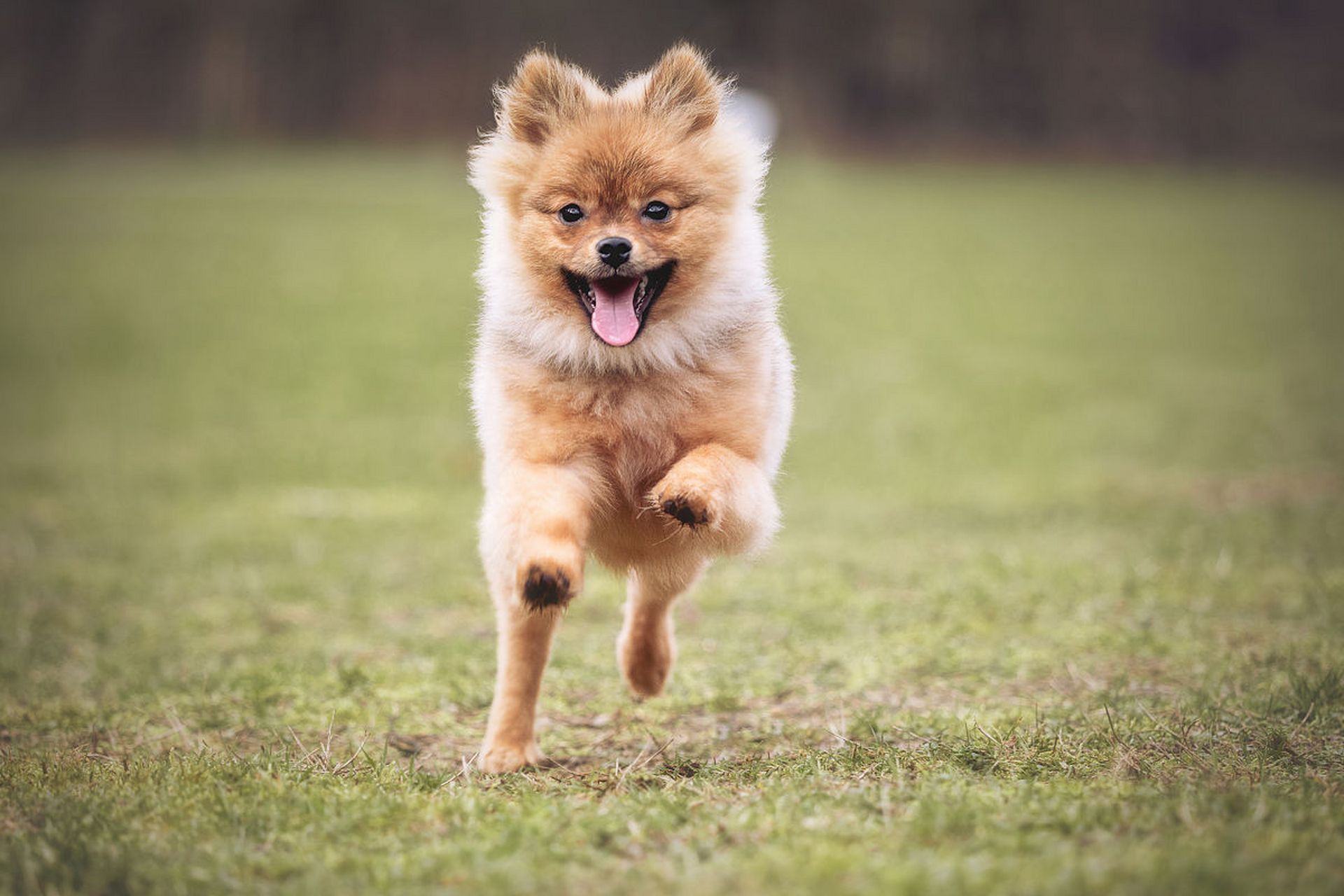 河南一狗狗走丢一个月回家疯狂撞门!