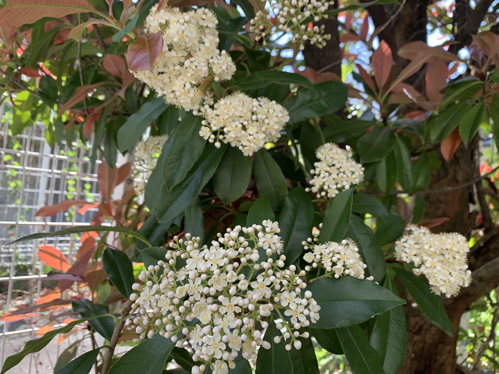 石楠花的气味(石楠花的气味对身体有害么) - 0415花卉网