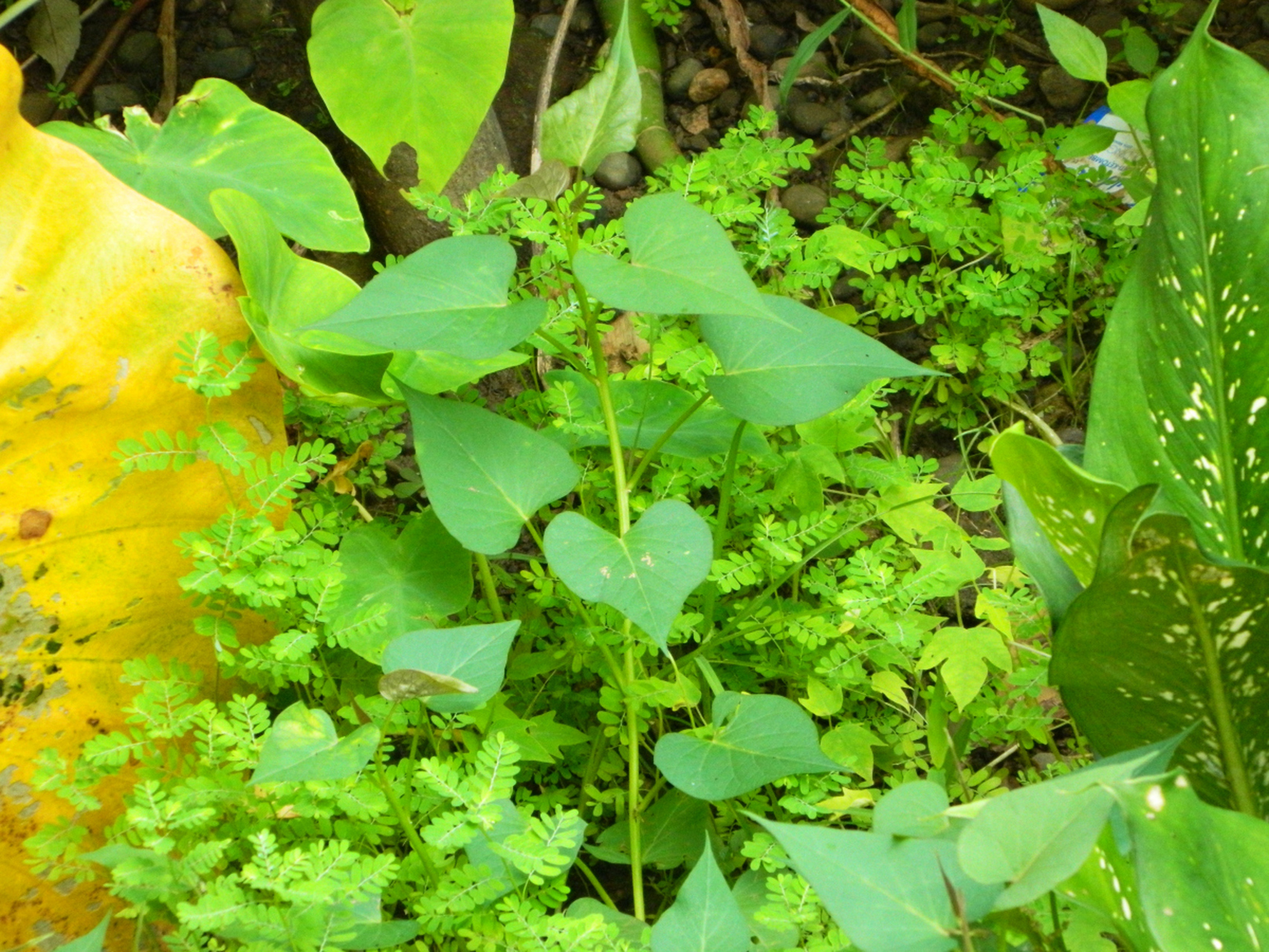 鱼腥草对胃肠疾患有疗效,同时有利尿作用.[原文:农村有一