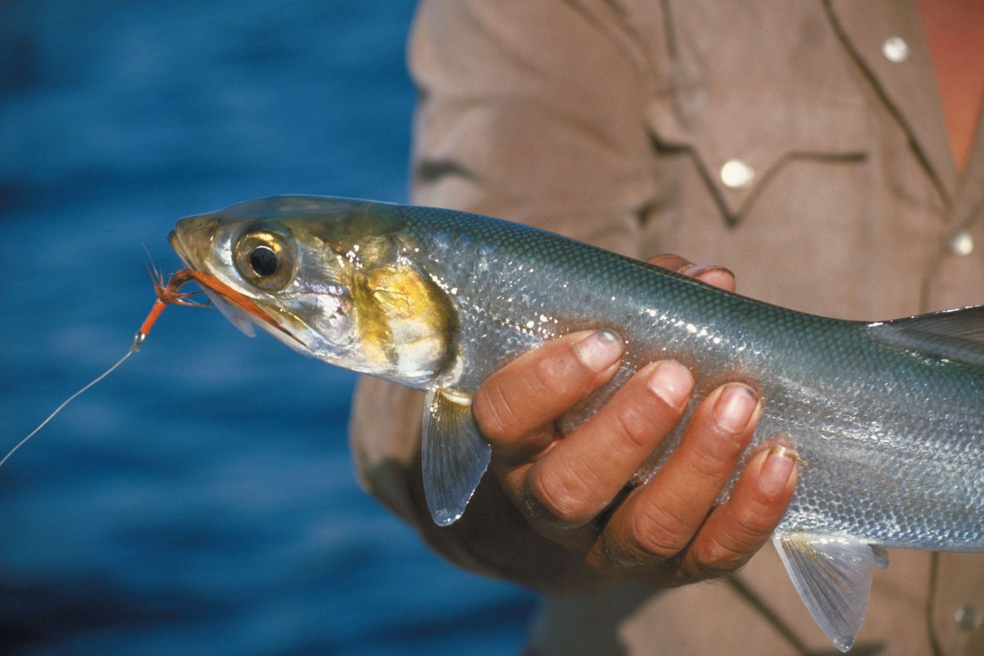 摘要:钓鳡鱼需要选择合适的钓具,钓点和饵料,掌握钓鱼技巧.