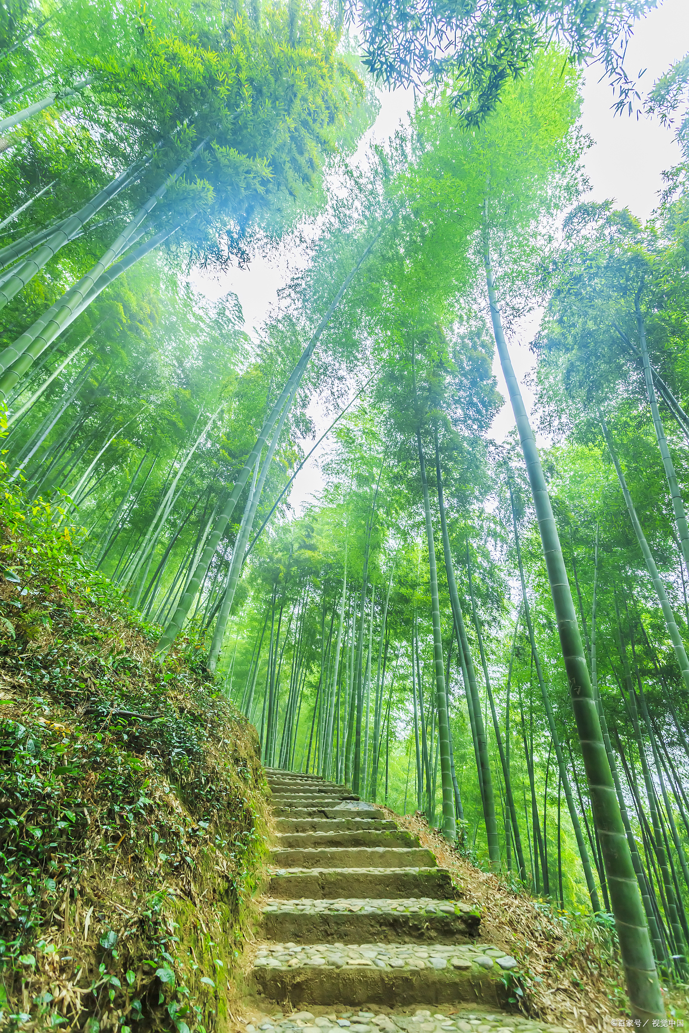 漫步肇庆广宁竹海大观的竹林小径,感受大自然的宁静与清新