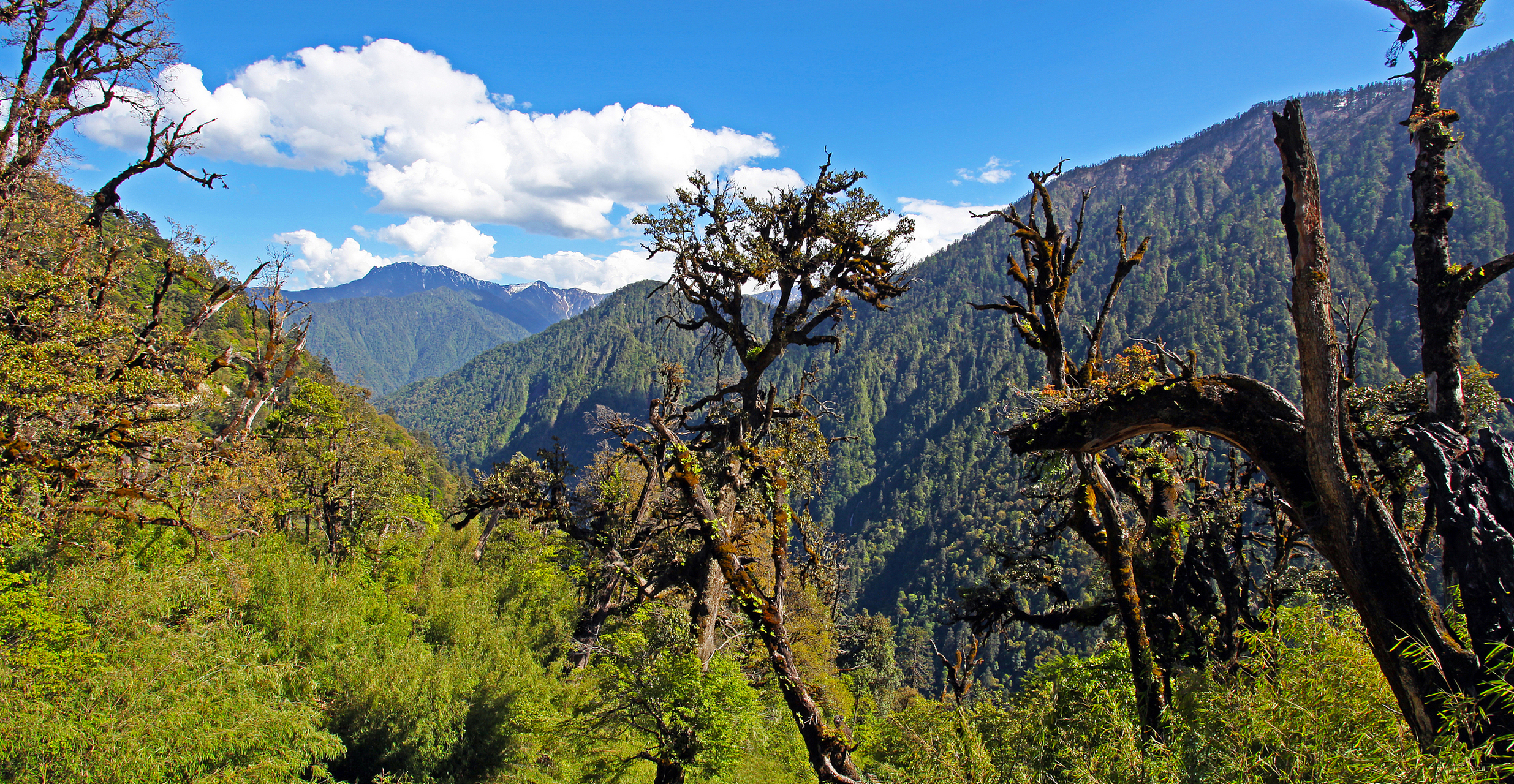 鲁朗林海(luolang lín hǎi)位于中国西藏自治区林芝市波密县鲁朗乡