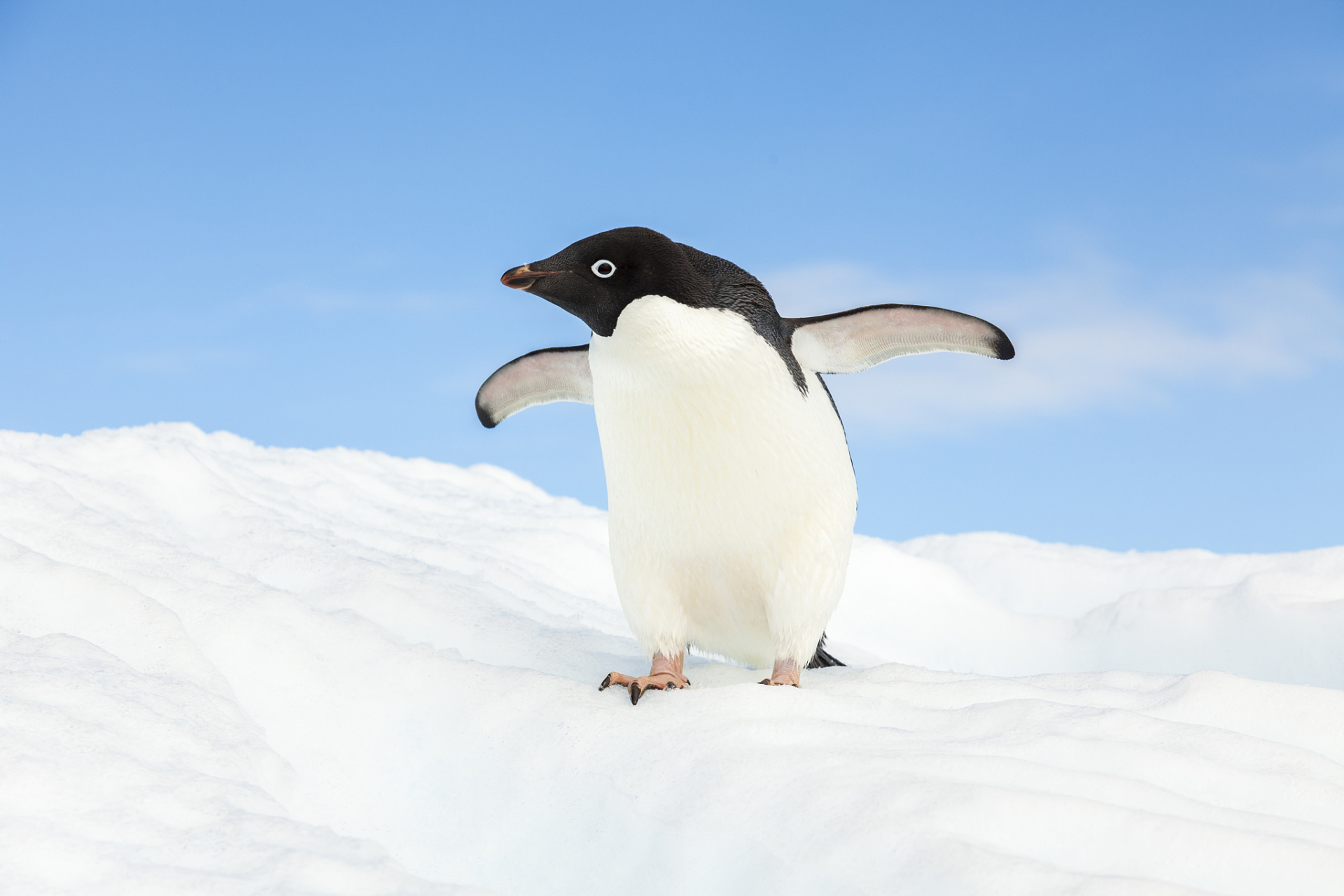 企鹅是一种生活在南极和亚南极地区的特殊鸟类,以其适应极地和海洋