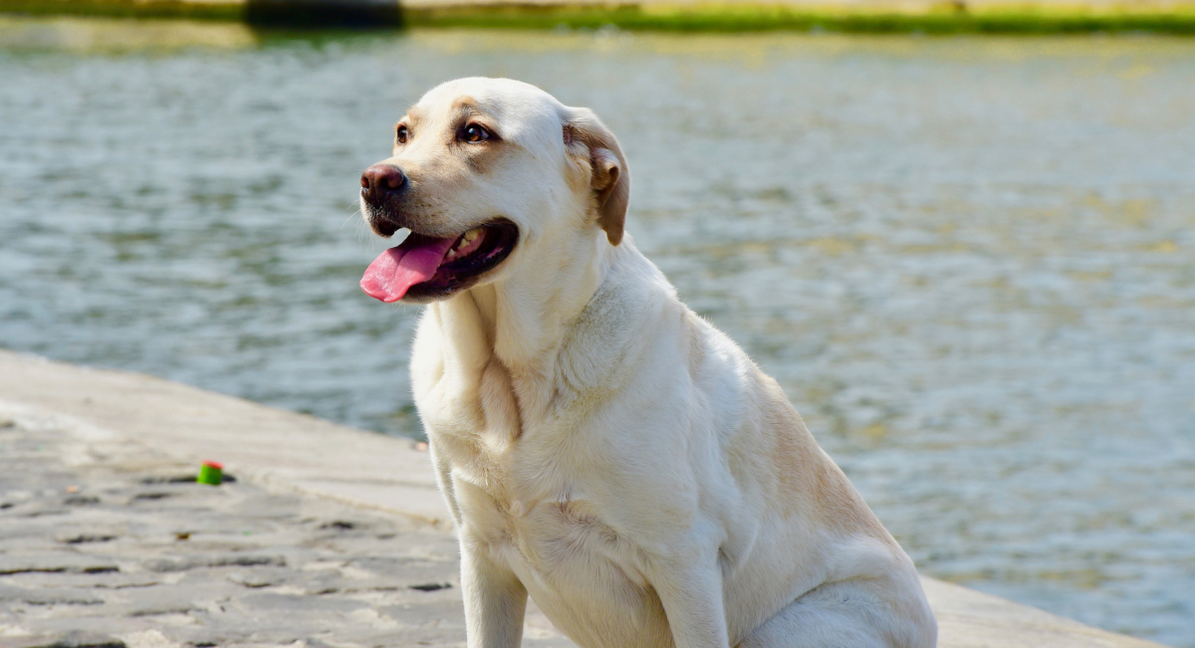 拉布拉多寻回犬是一种源自加拿大的中大型犬类,性格温和,温顺,聪明