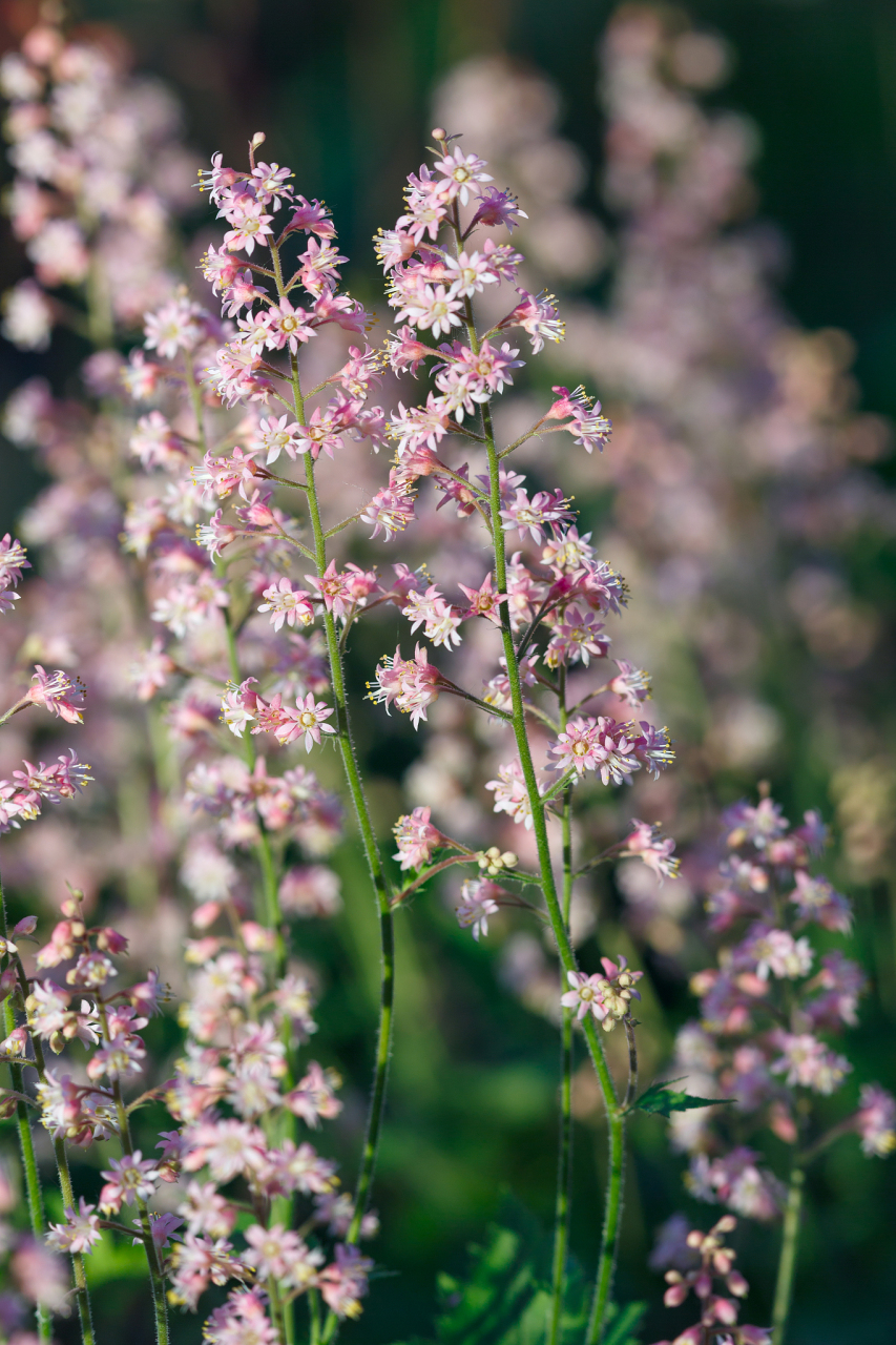 樱花草的花语是什么?  1,樱花草花语:除你以外,别无他爱.