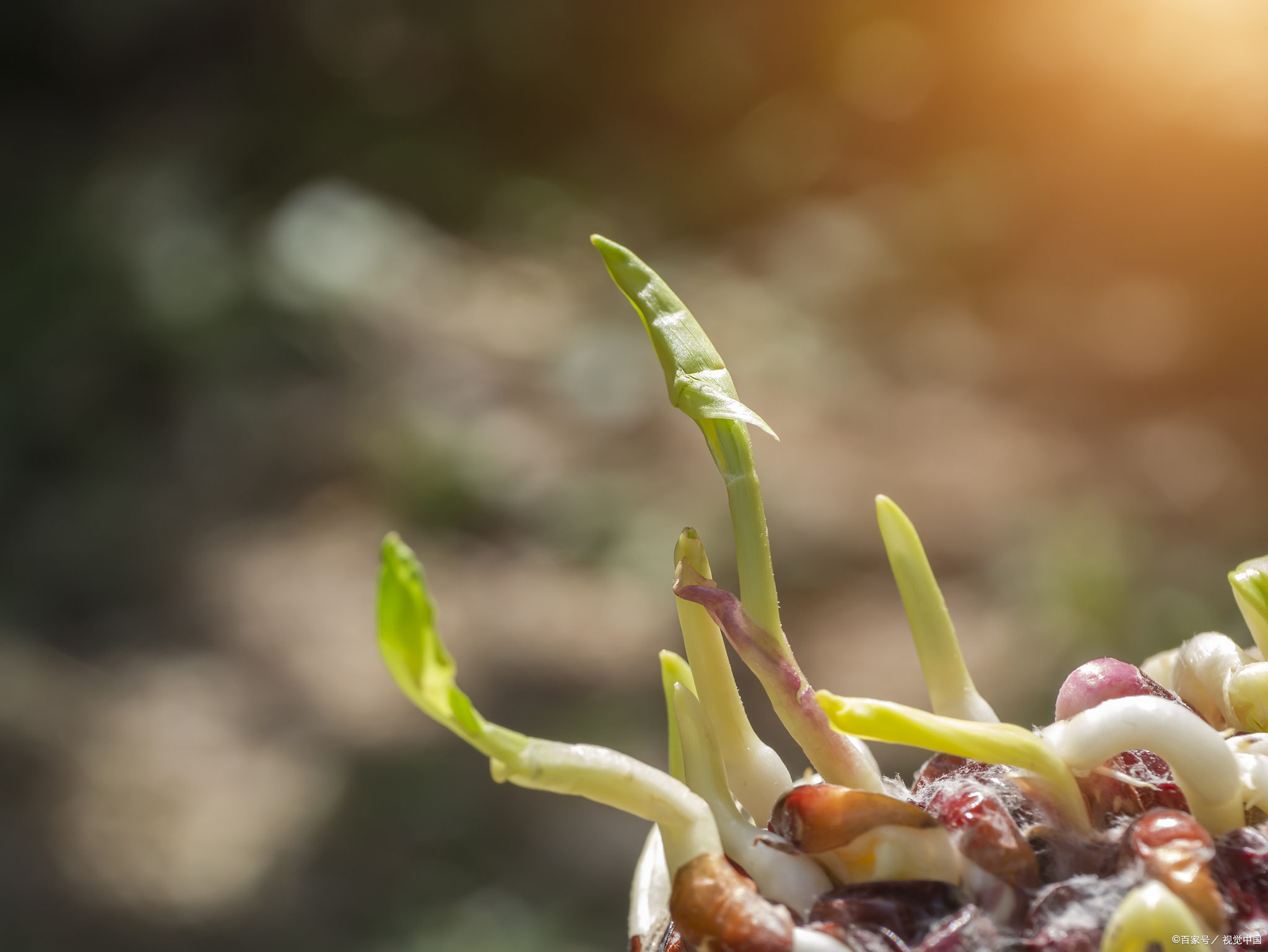 花生的种子在什么样的条件下才会发芽,花生发芽条件