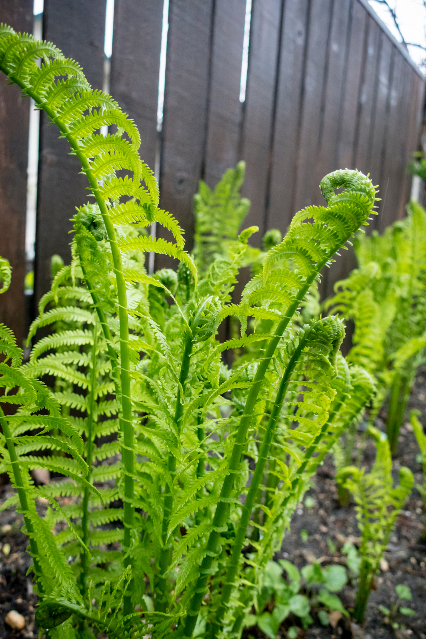 在家庭园艺中,肾蕨的栽培方法相对简单,只需要掌握一些基本的技巧就