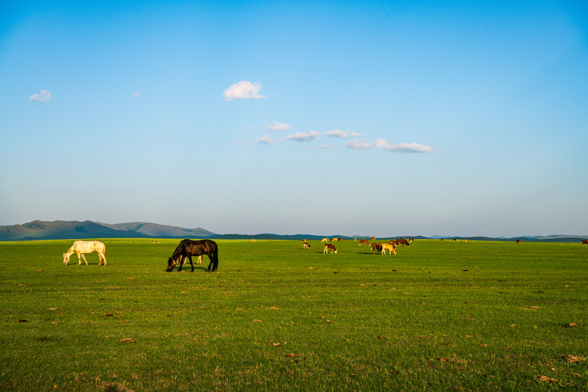 呼伦贝尔大草原 位置:位于内蒙古自治区东北部,大兴安岭以西.