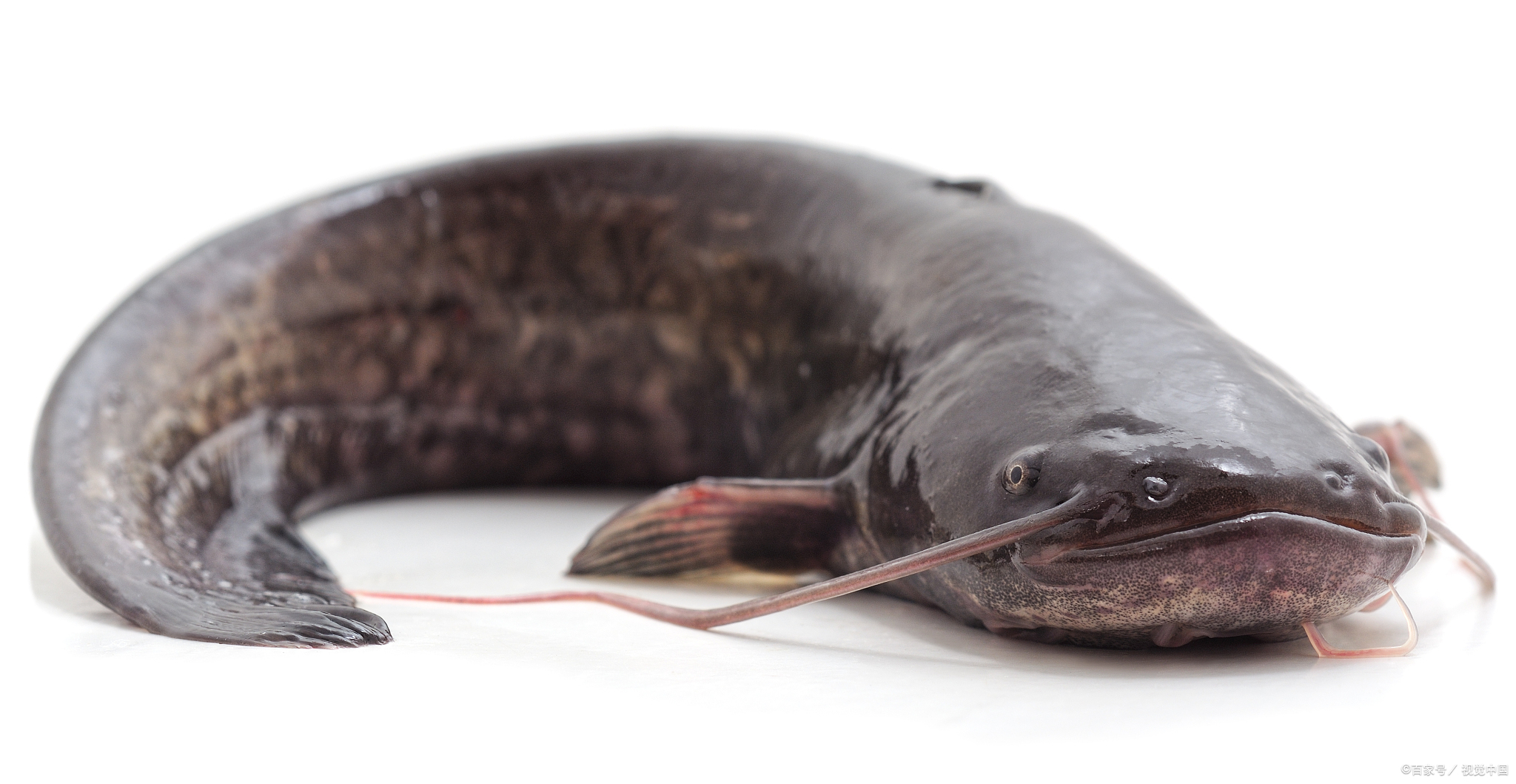 江团和鲶鱼有什么区别