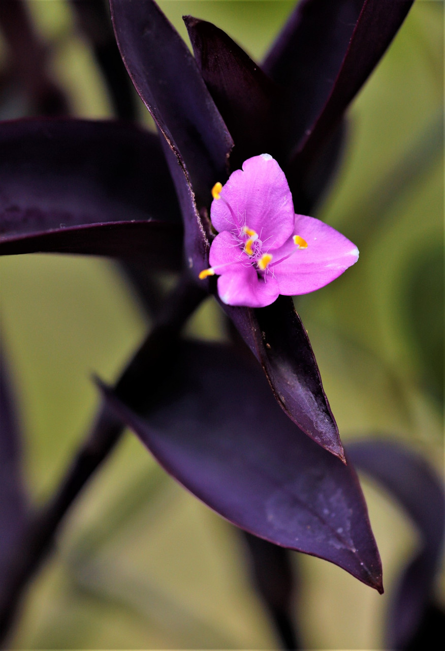 盆栽紫竹梅适合什么季节养殖?
