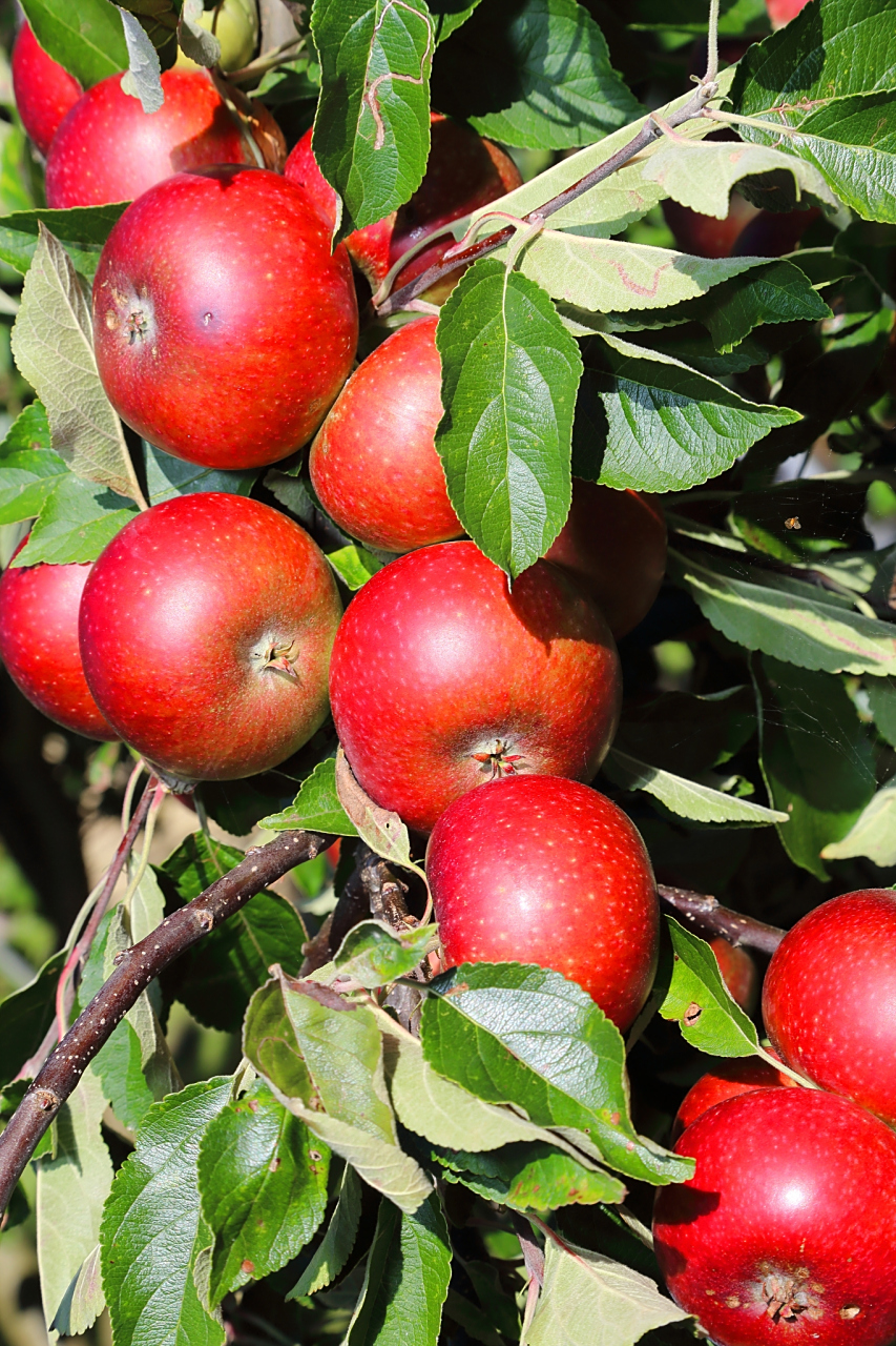 96鸡心果是什么果,适合哪里种植  鸡心果就是一种热带水果,学名为番