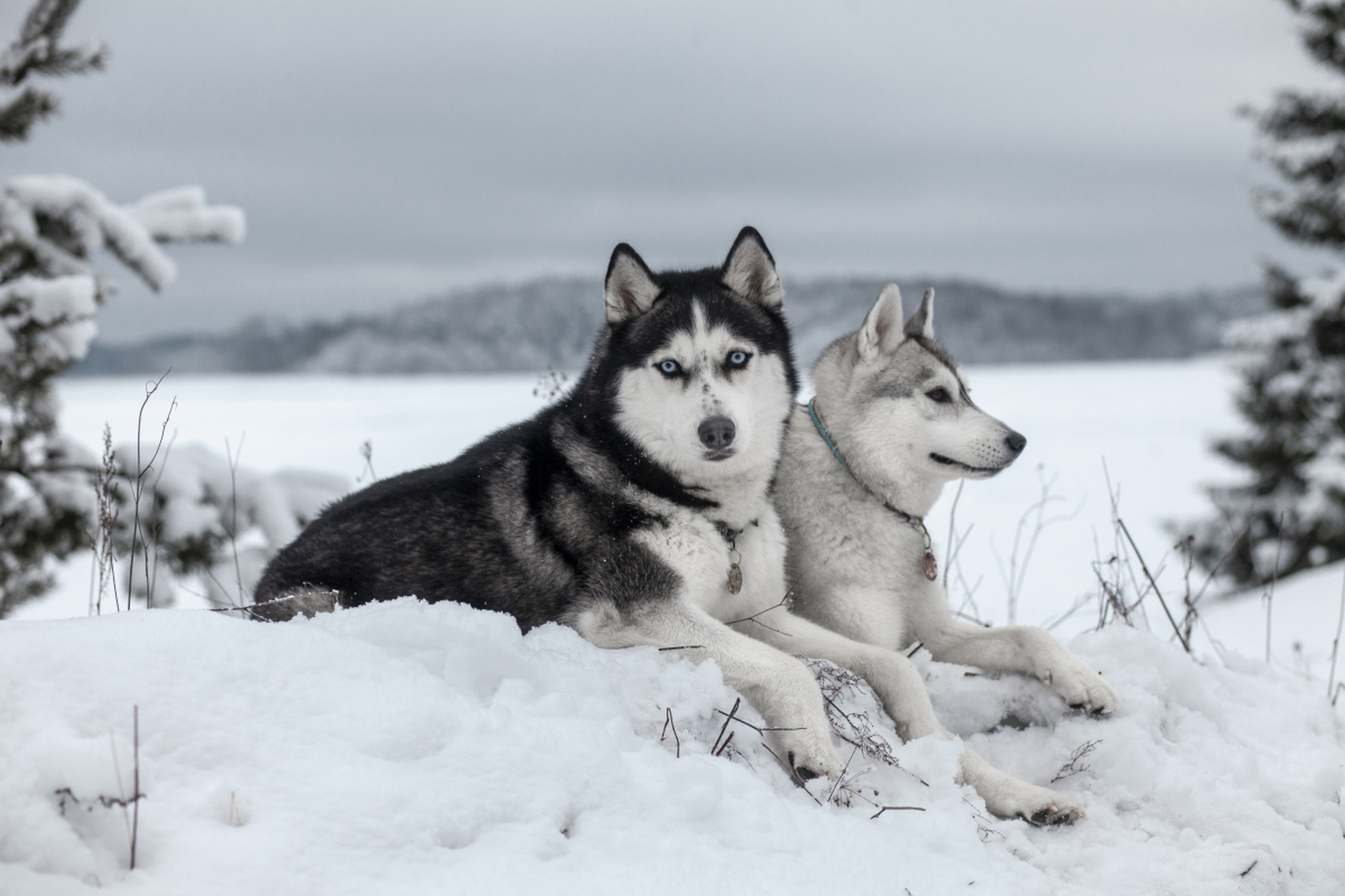 雪橇犬图片大全图片